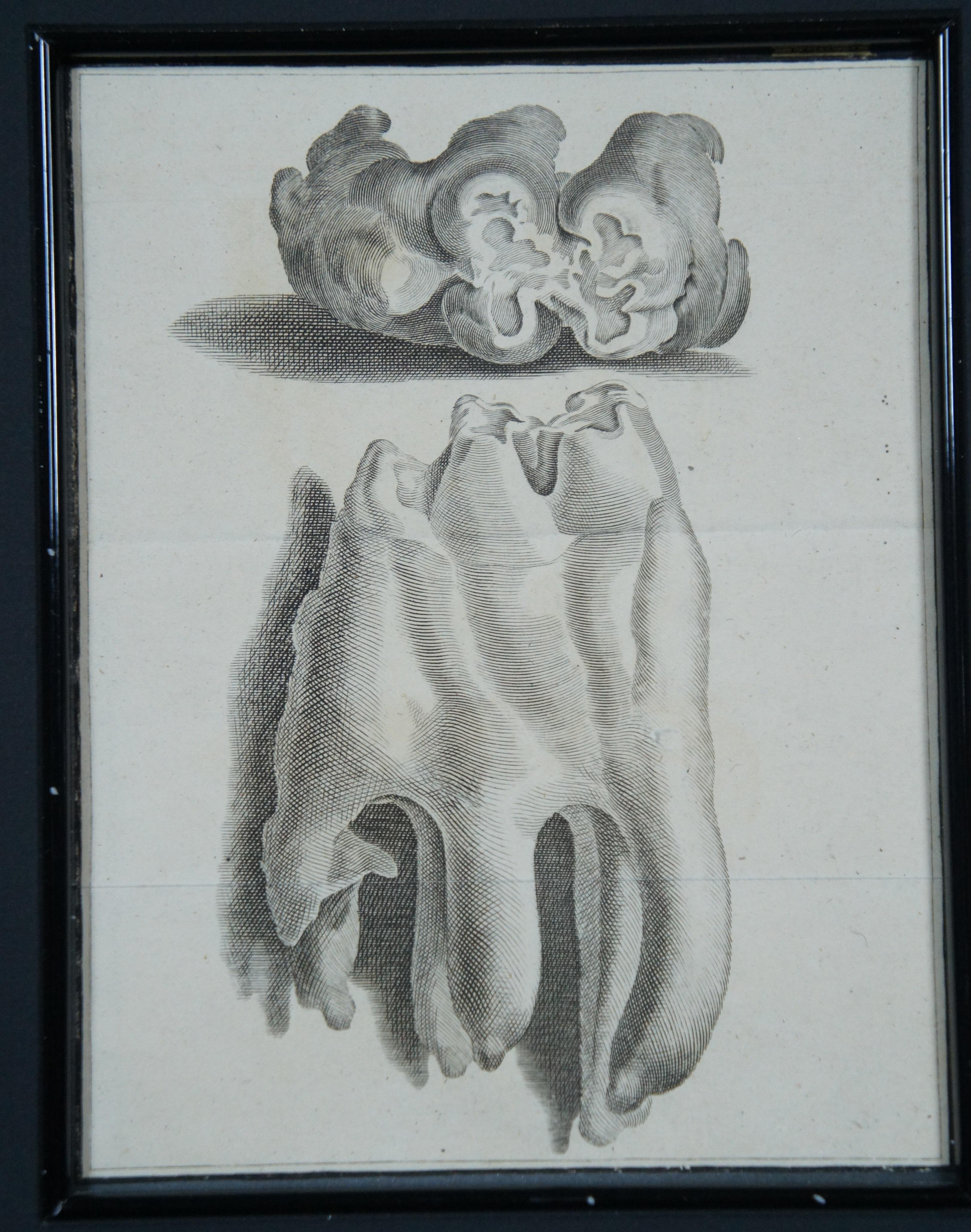 Papier 2 Gravures de dents de Mastodontes Mammouths Antique Français 18èmeC Jacques de Sève 30