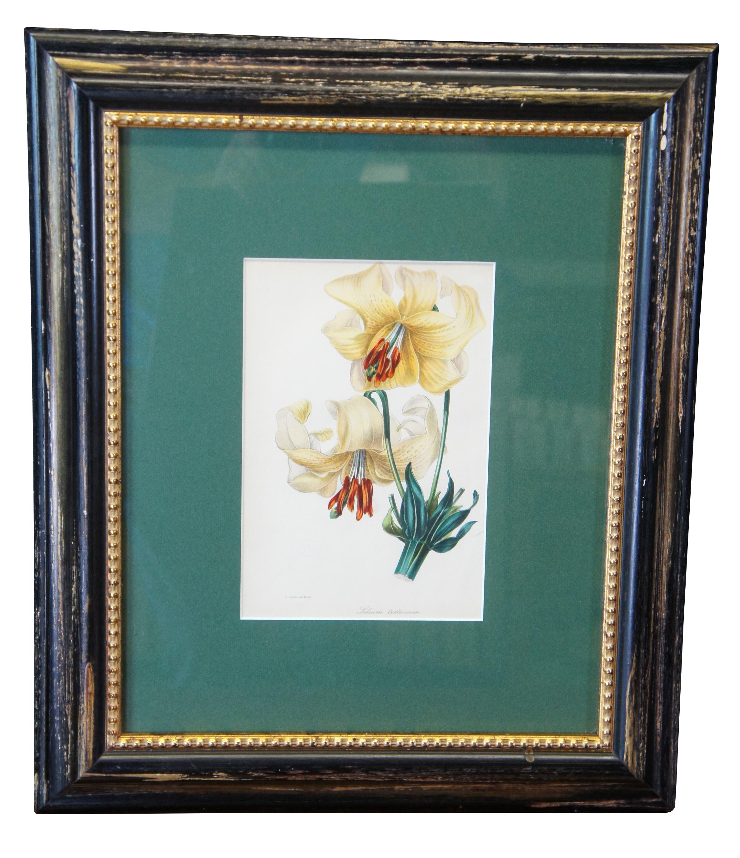 Aeschynanthus longiflorus & Lilium testaceum, circa 1849 by Samuel Holden.  Each lithograph is hand colored and set in a green mat beneath glass.  The frame is made from wood with black finish and gold beaded accents.  
Samuel Holden (British,
