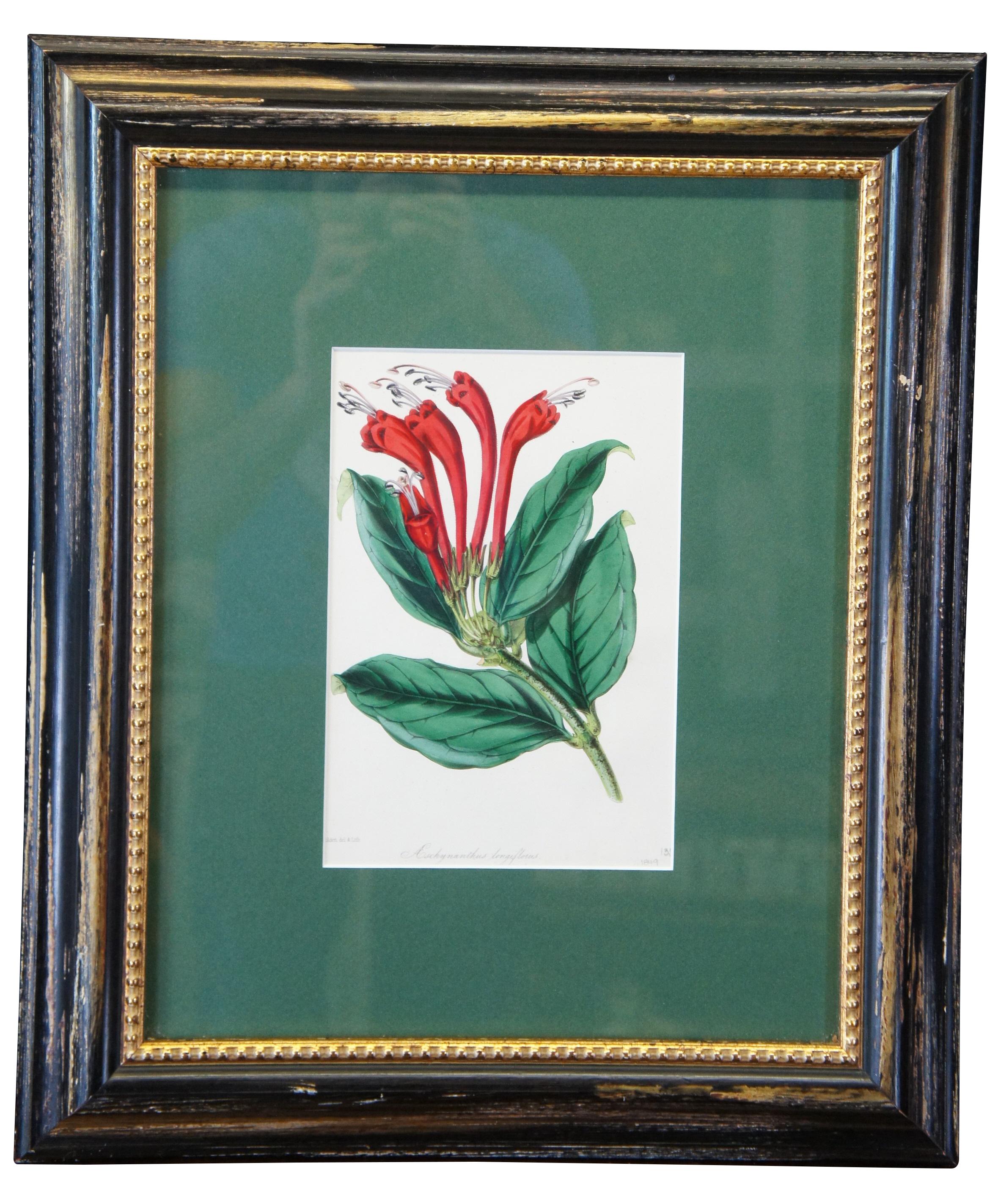 Victorien 2 lithographies botaniques anciennes colorées à la main Evergreen Perennial & hybrid Lilly en vente