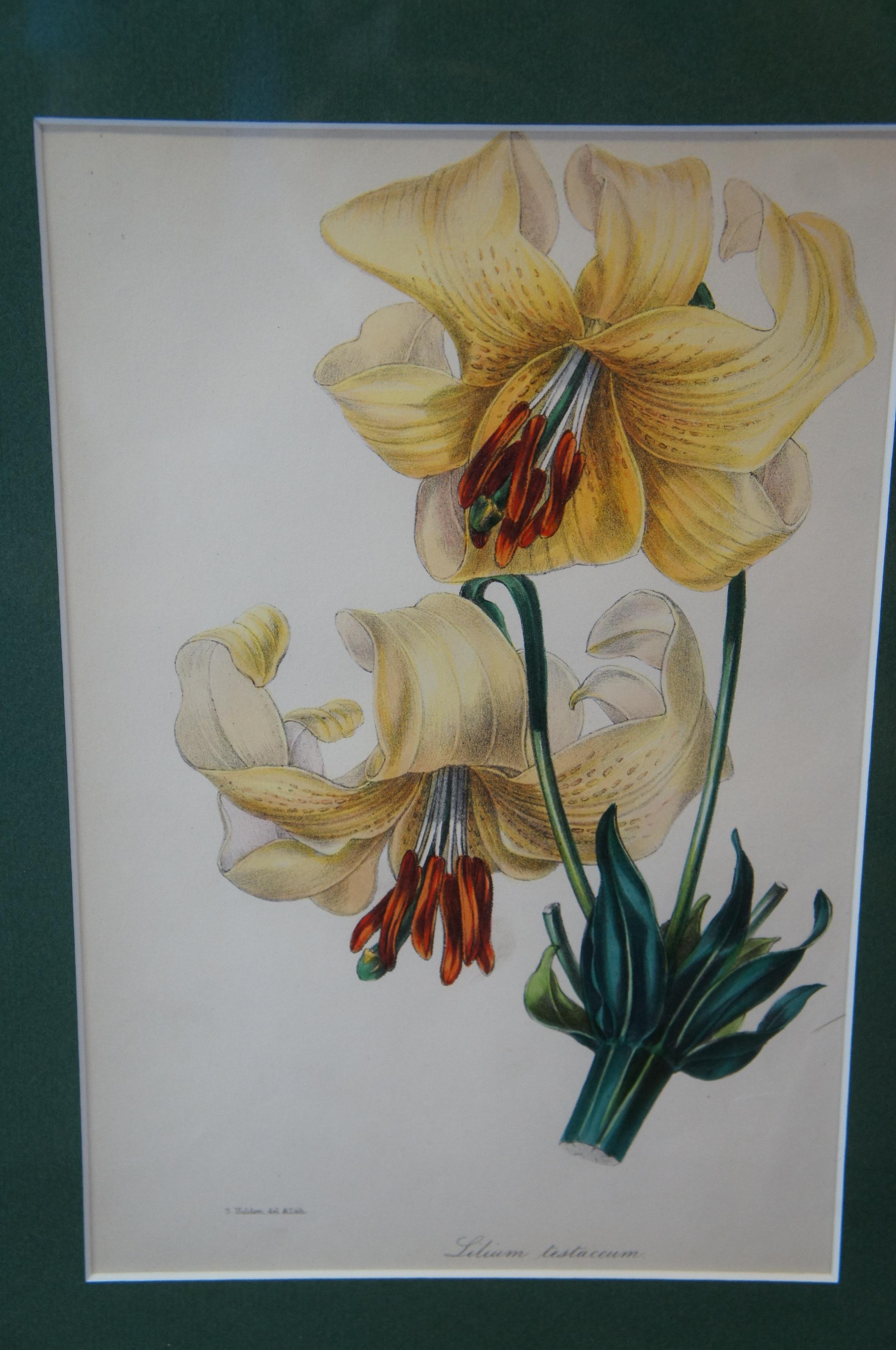 2 Antique Hand Colored Botanical Lithographs Evergreen Perennial & Hybrid Lilly In Good Condition For Sale In Dayton, OH