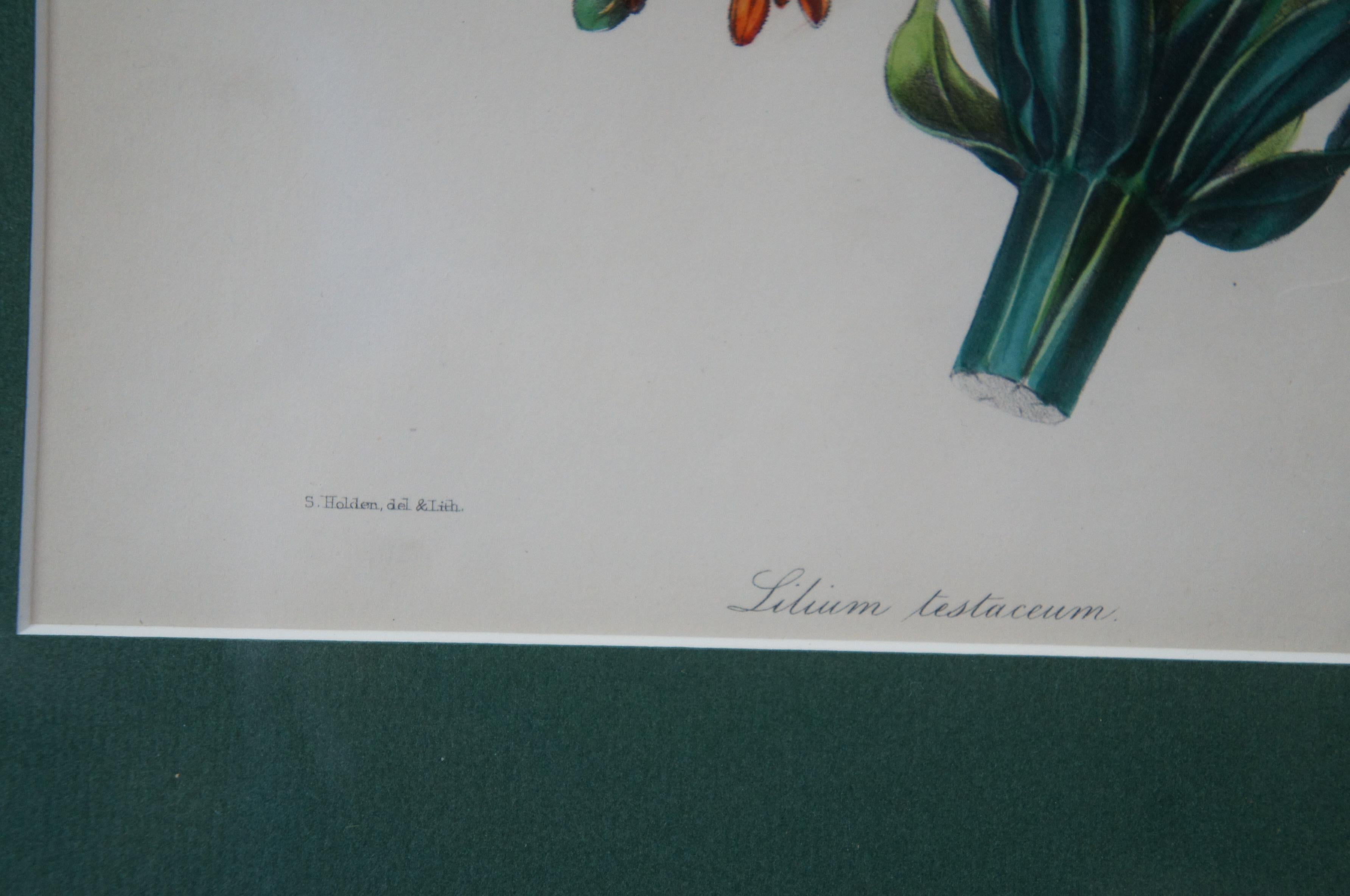 2 antike handkolorierte botanische Lithografien Evergreen Perennial & Hybrid Lilly, Evergreen (19. Jahrhundert) im Angebot