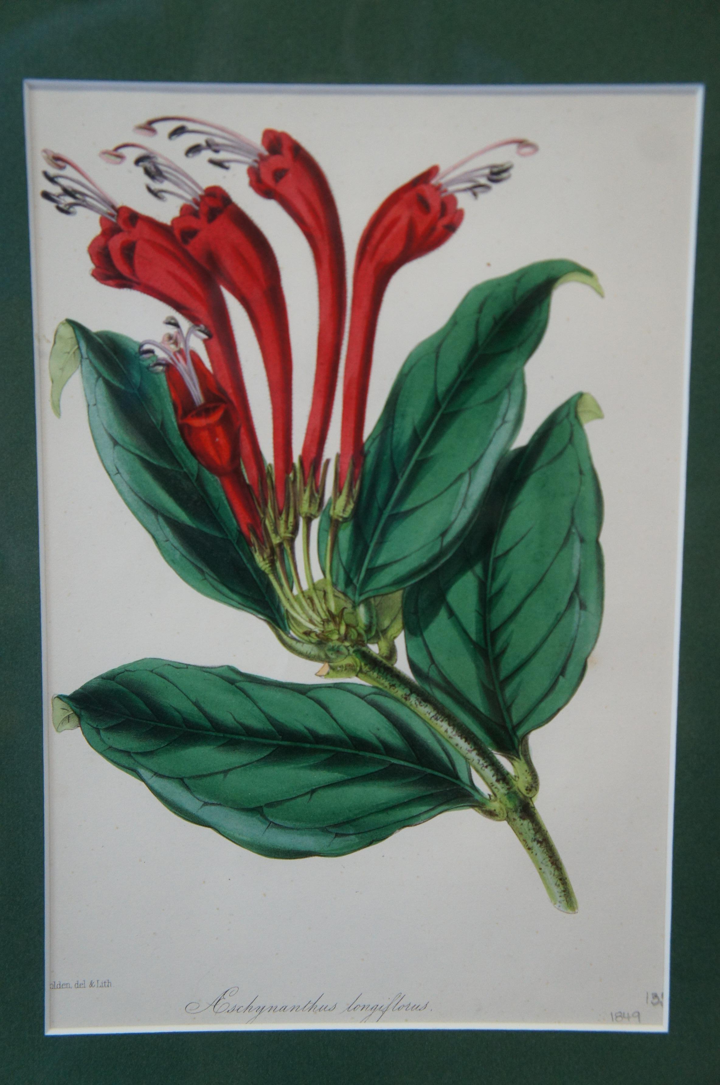 Papier 2 lithographies botaniques anciennes colorées à la main Evergreen Perennial & hybrid Lilly en vente