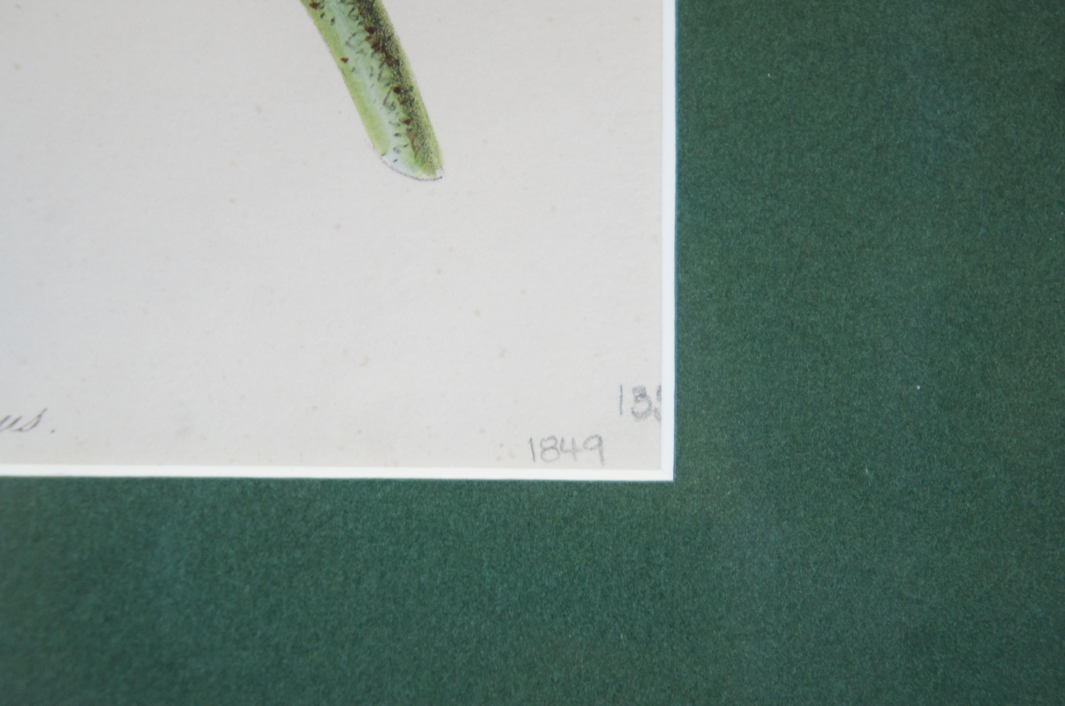 2 lithographies botaniques anciennes colorées à la main Evergreen Perennial & hybrid Lilly en vente 1
