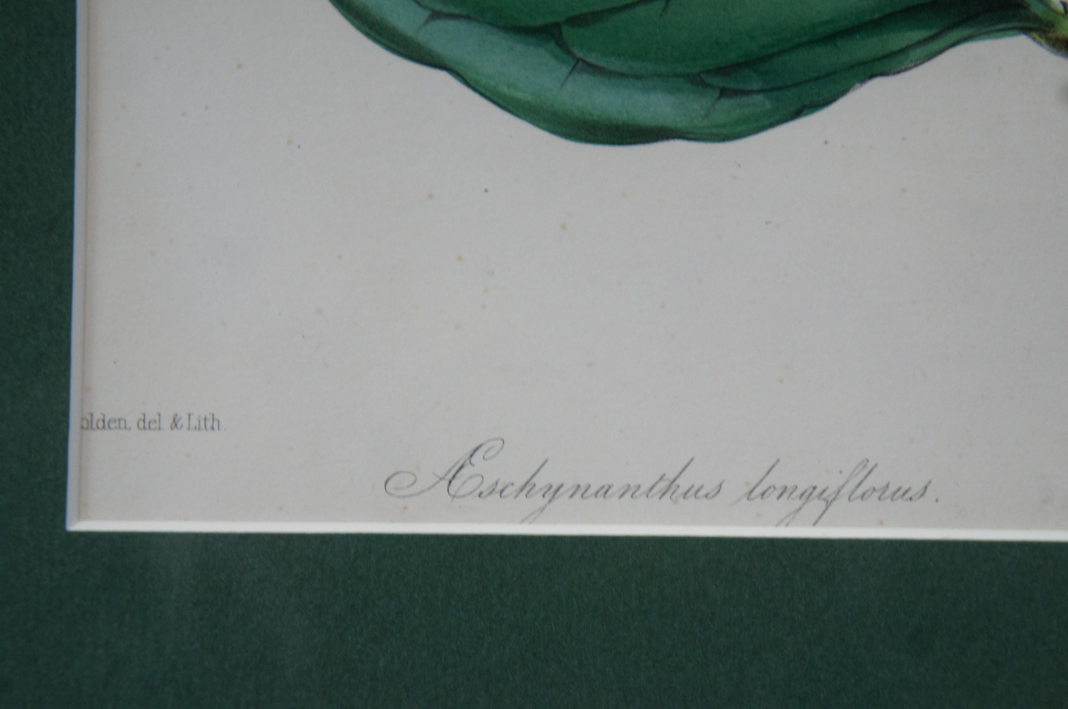 2 lithographies botaniques anciennes colorées à la main Evergreen Perennial & hybrid Lilly en vente 2