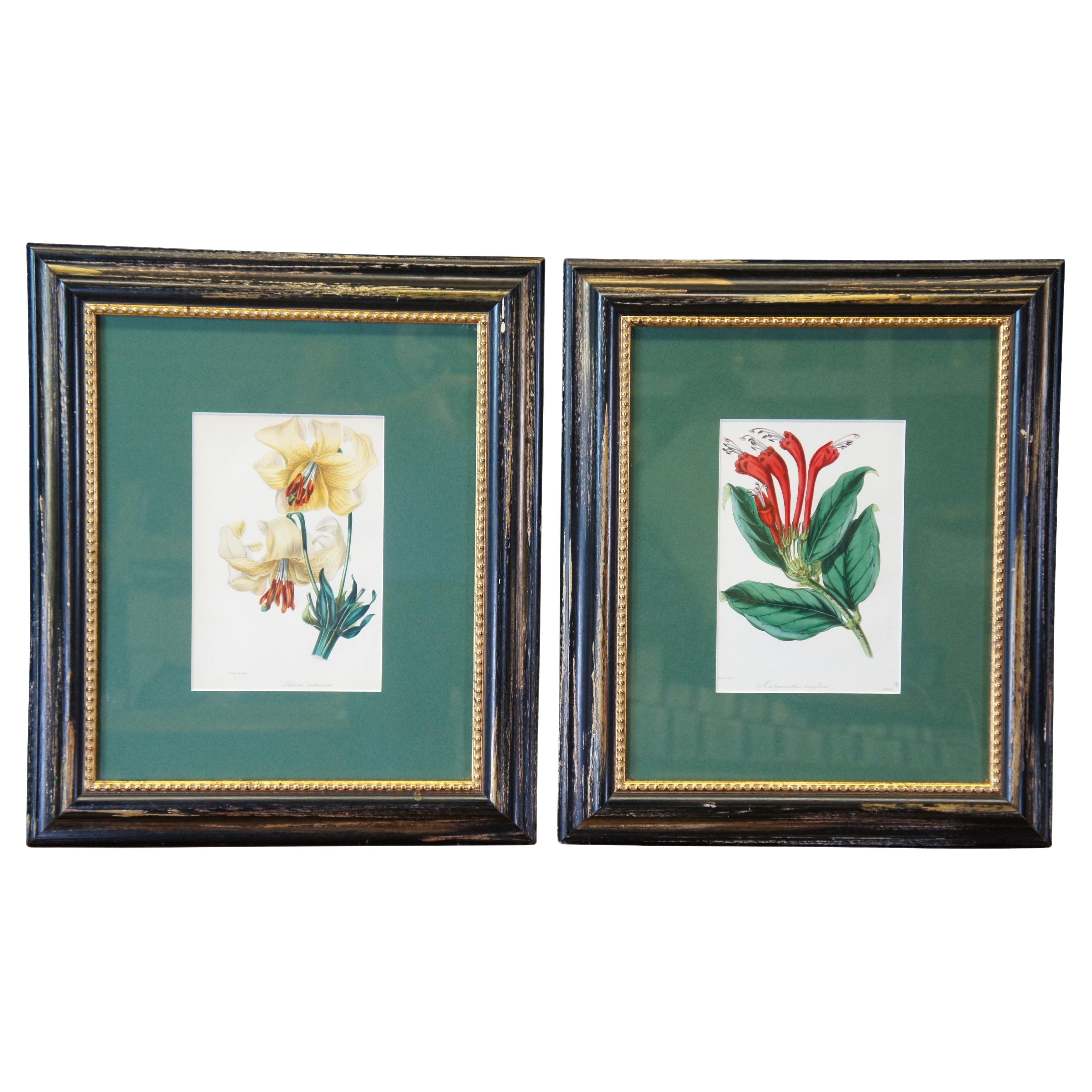 2 lithographies botaniques anciennes colorées à la main Evergreen Perennial & hybrid Lilly en vente