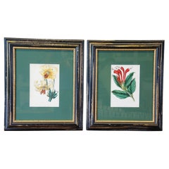 2 antike handkolorierte botanische Lithografien Evergreen Perennial & Hybrid Lilly, Evergreen