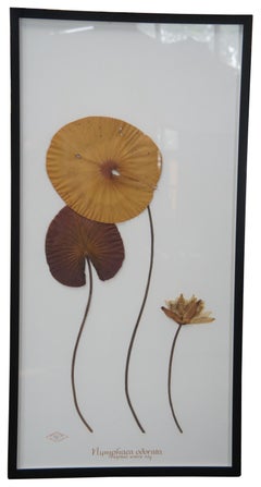 2 Becky Davis Botanicals Fragrant Water Lily Leaf Nymphaea Odorata Floral