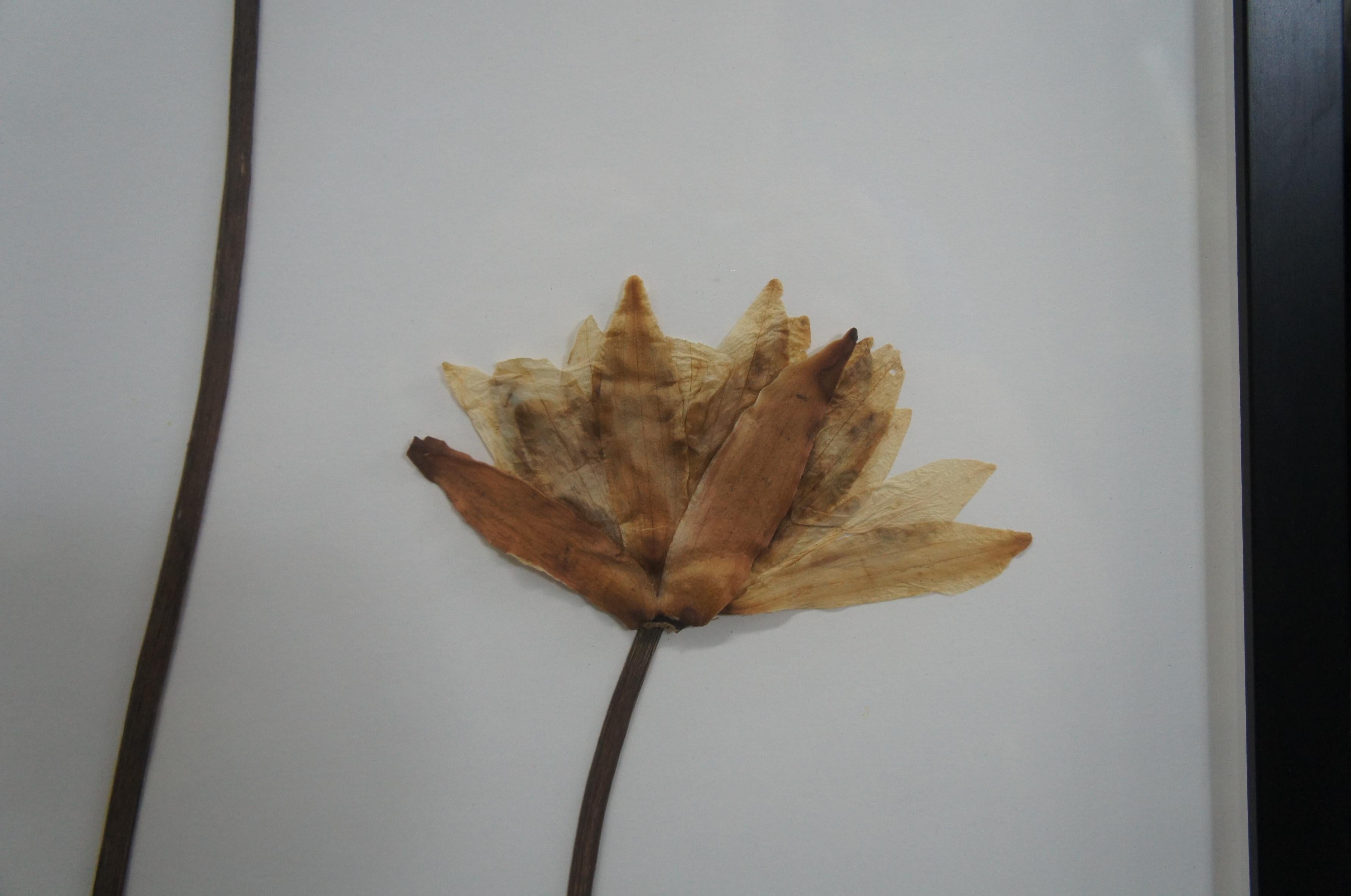 2 Becky Davis Botanicals Fragrant Water Lily Leaf Nymphaea Odorata Floral 2