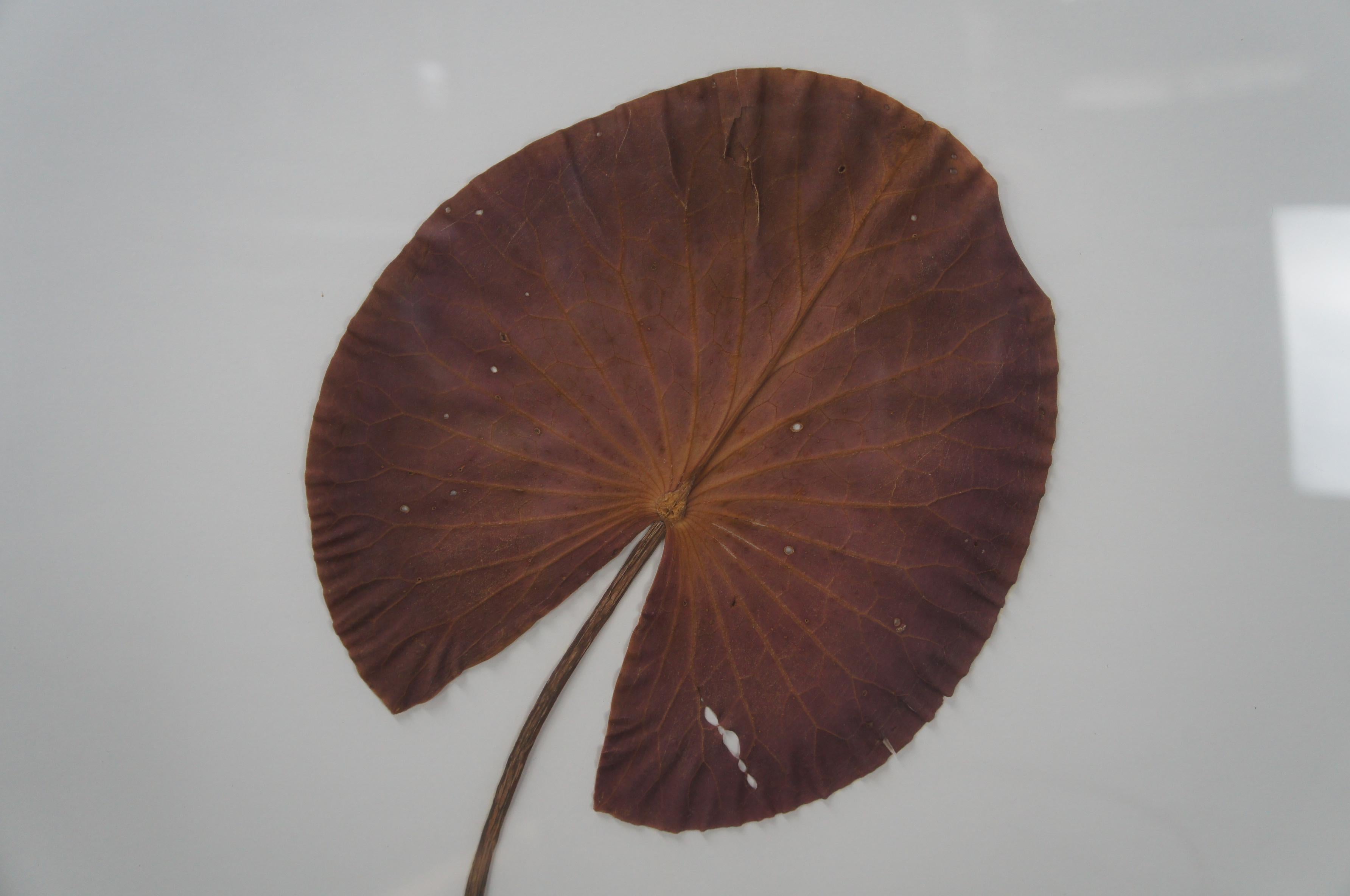 2 Becky Davis Botanicals Fragrant Water Lily Leaf Nymphaea Odorata Floral 3