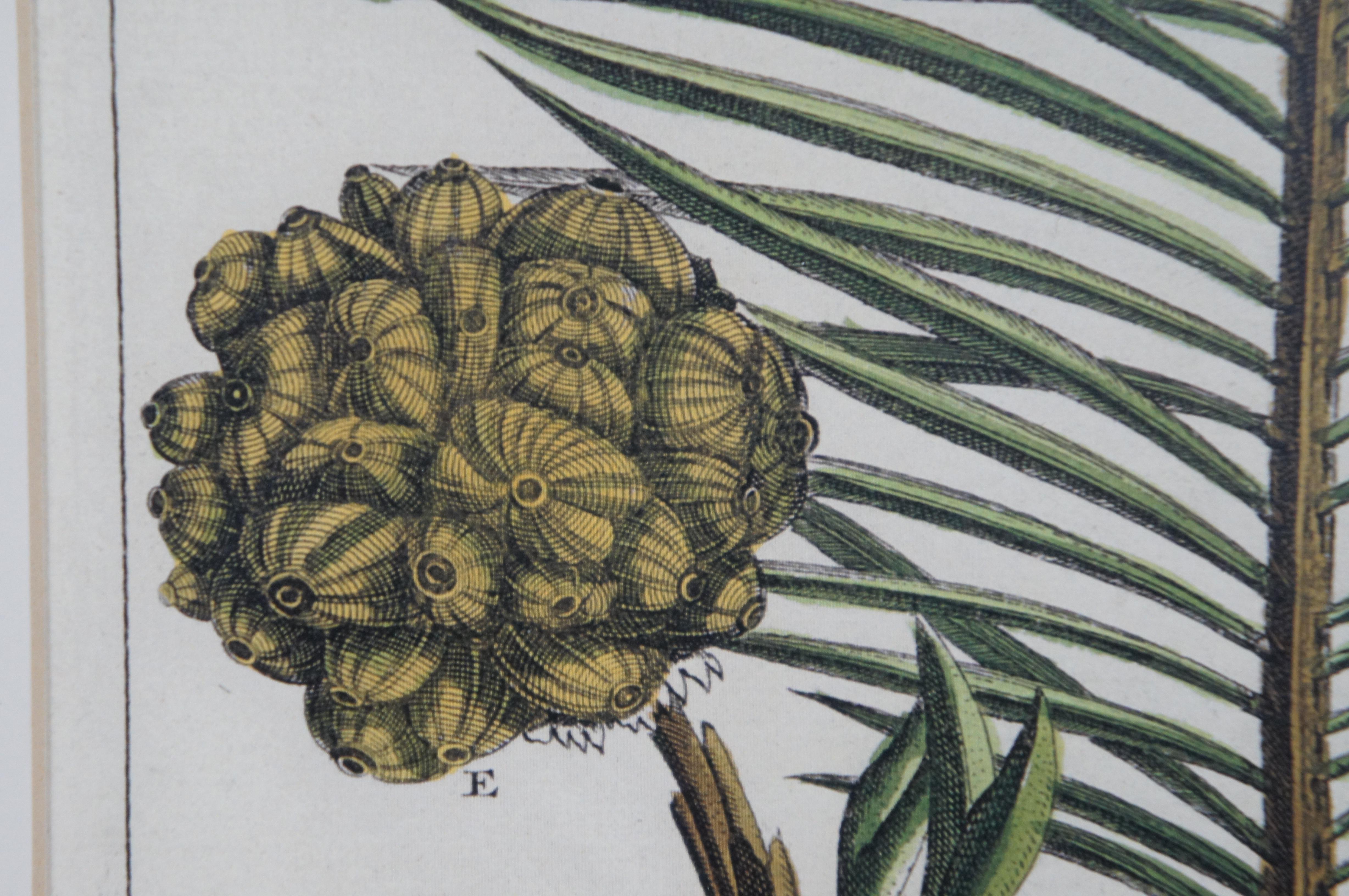 2 gravures botaniques exotiques de Pierre Buchoz Nipa Palm Banana Tree 22