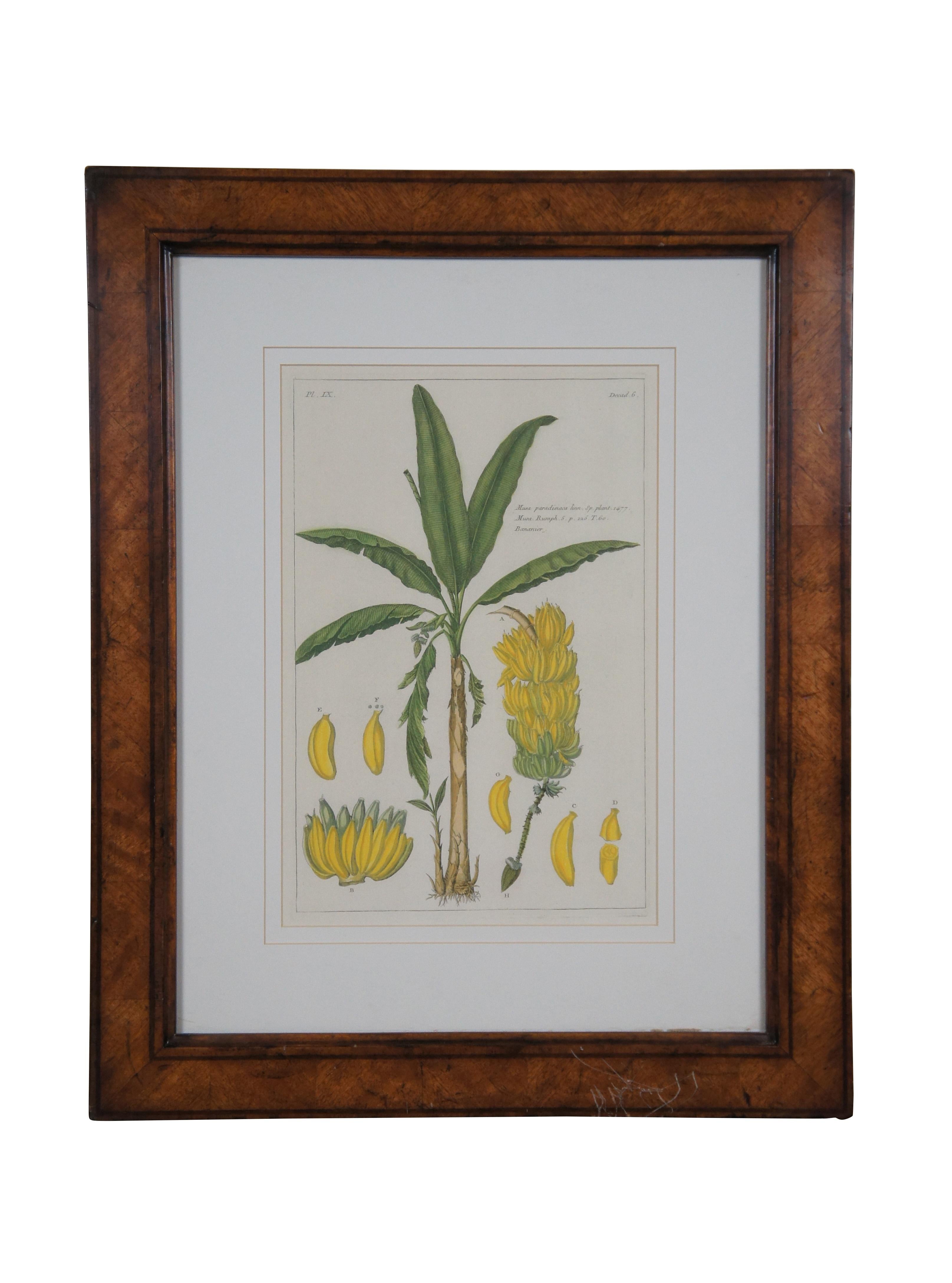 Paire de gravures coloriées à la main par Pierre Joseph Buchoz - Pl. IX Décad. 6 Bananier Musa paradisiaca et Pl. VIII Décade. 8 Palmier nipa. Cadre en bois de Trowbridge ; mat blanc.

