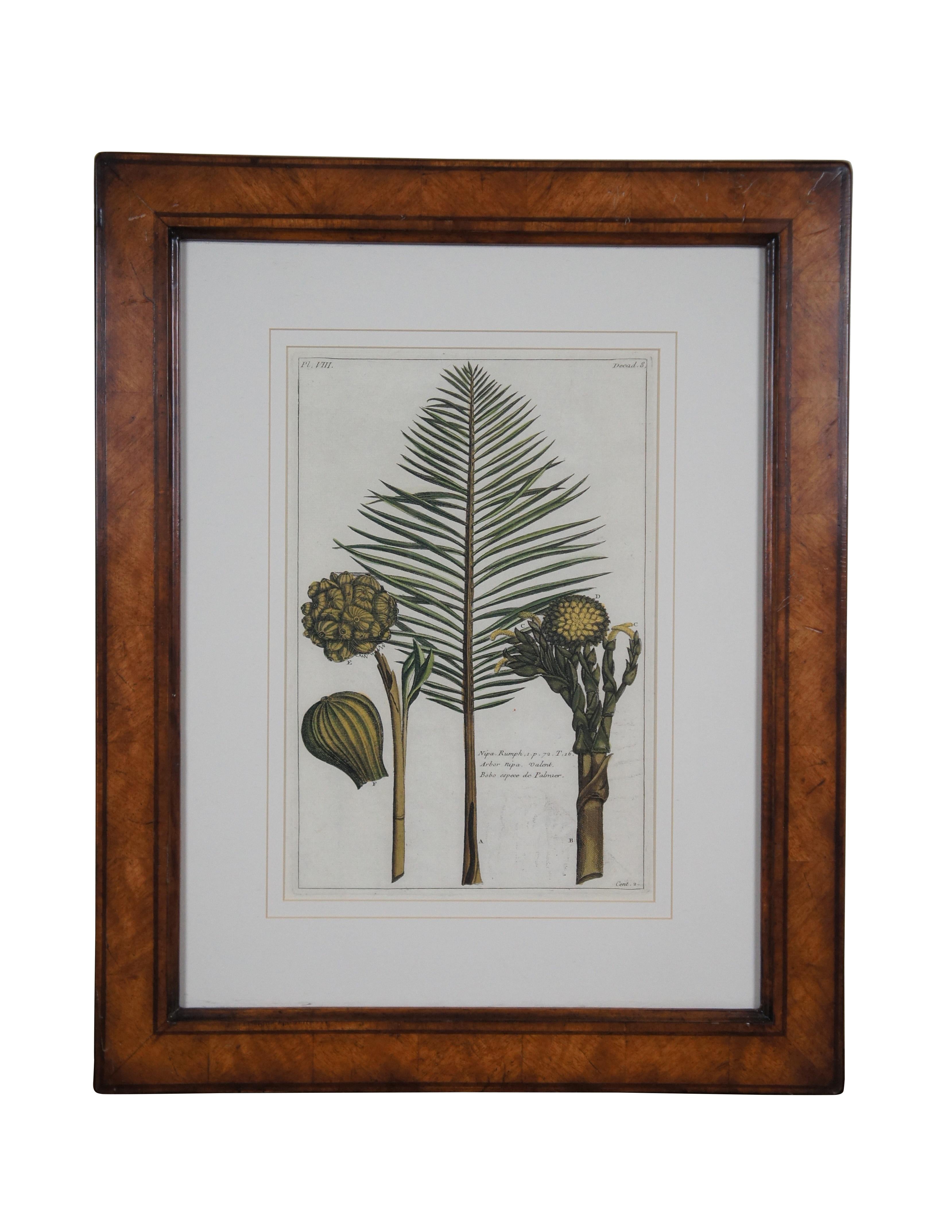 2 gravures botaniques exotiques de Pierre Buchoz Nipa Palm Banana Tree 22
