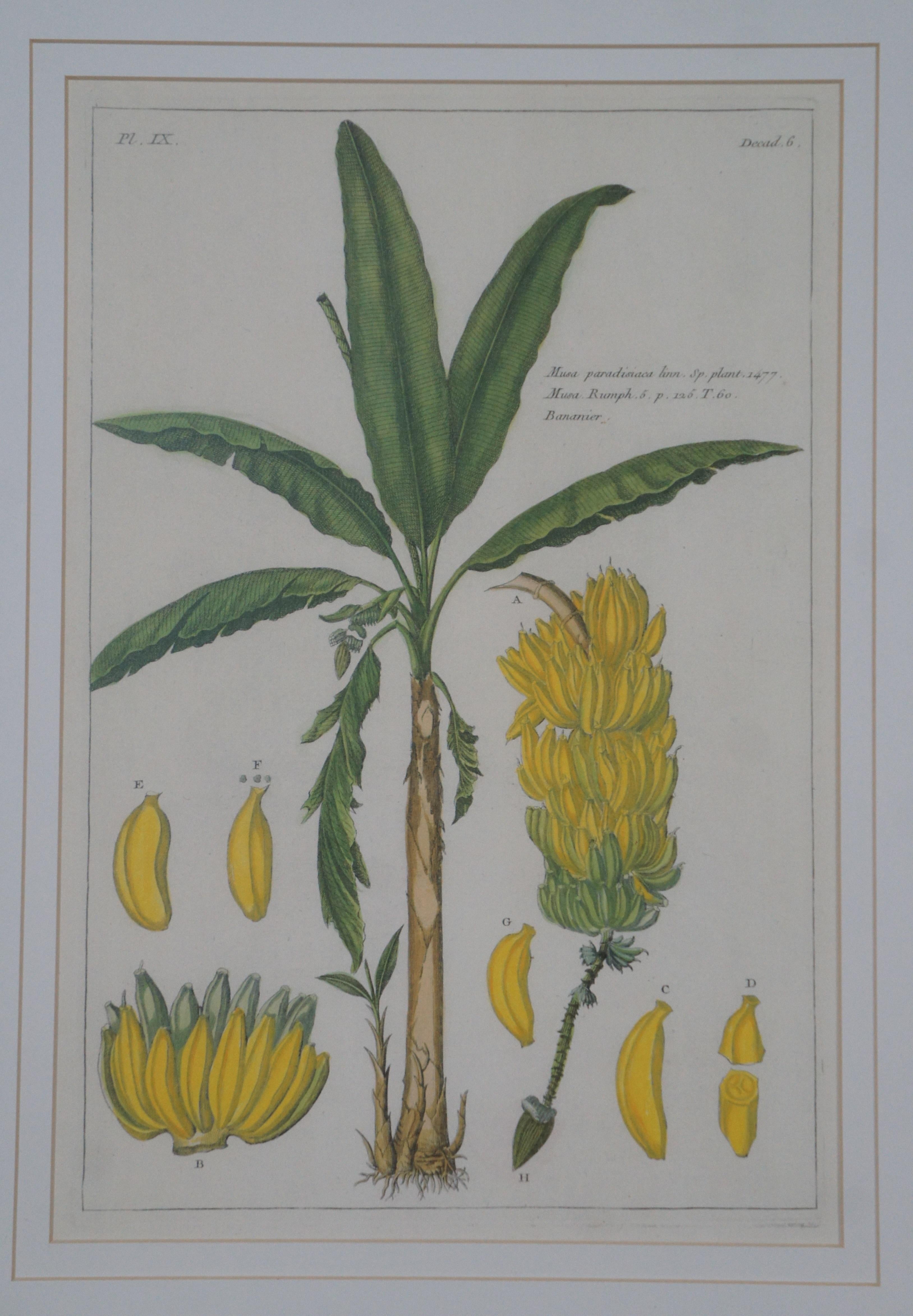 2 gravures botaniques exotiques de Pierre Buchoz Nipa Palm Banana Tree 22