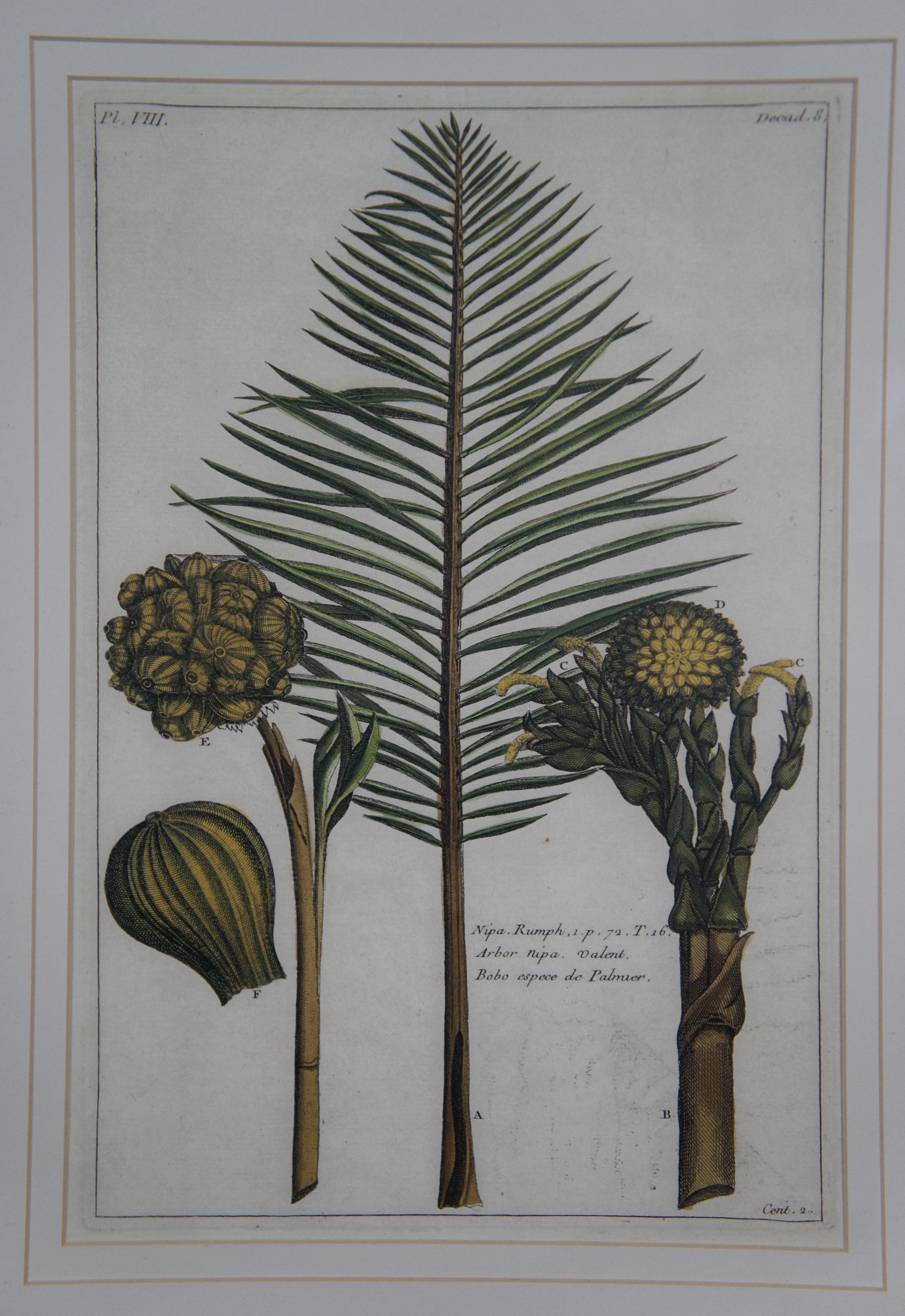 2 gravures botaniques exotiques de Pierre Buchoz Nipa Palm Banana Tree 22
