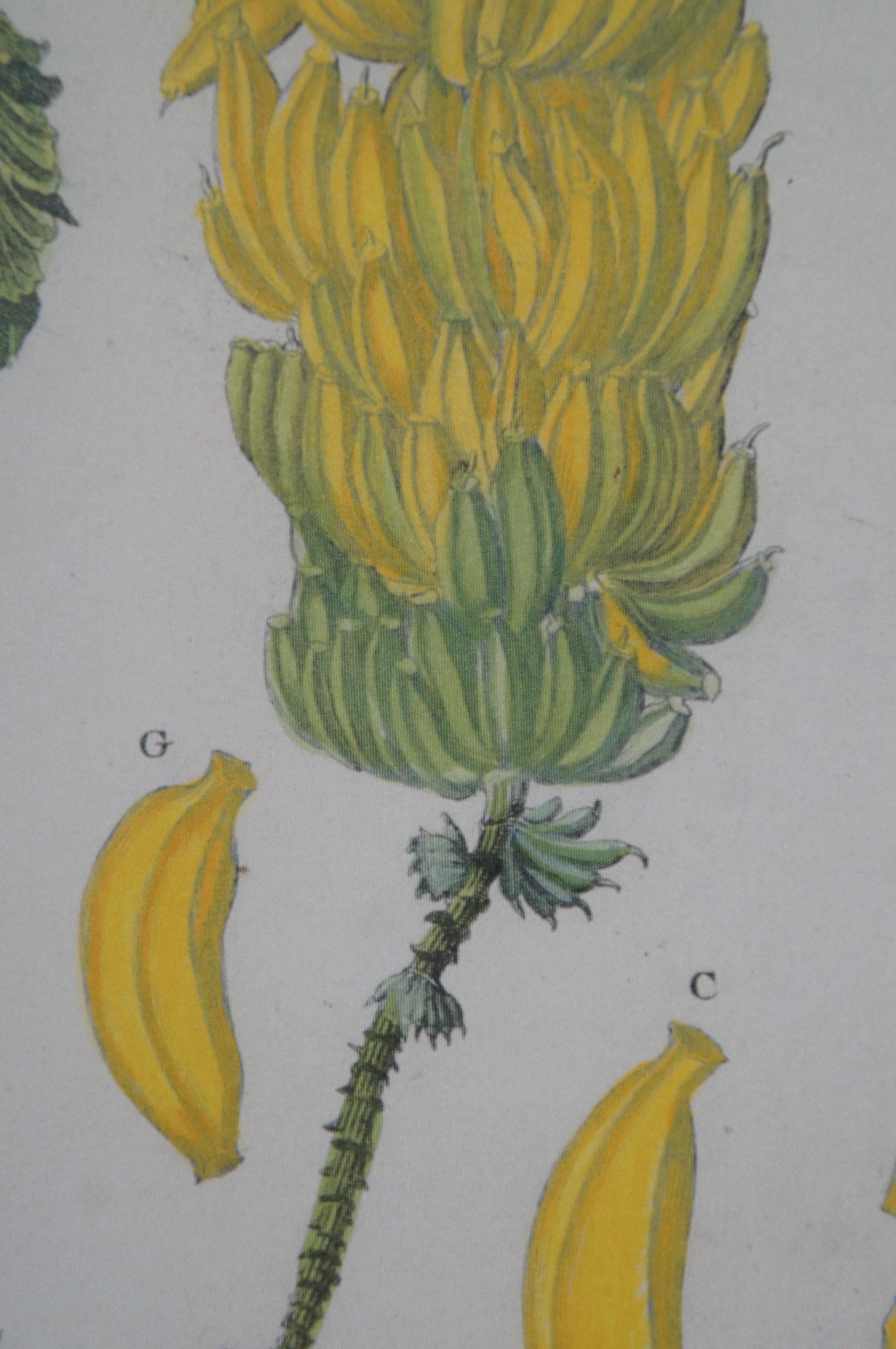 2 gravures botaniques exotiques de Pierre Buchoz Nipa Palm Banana Tree 22