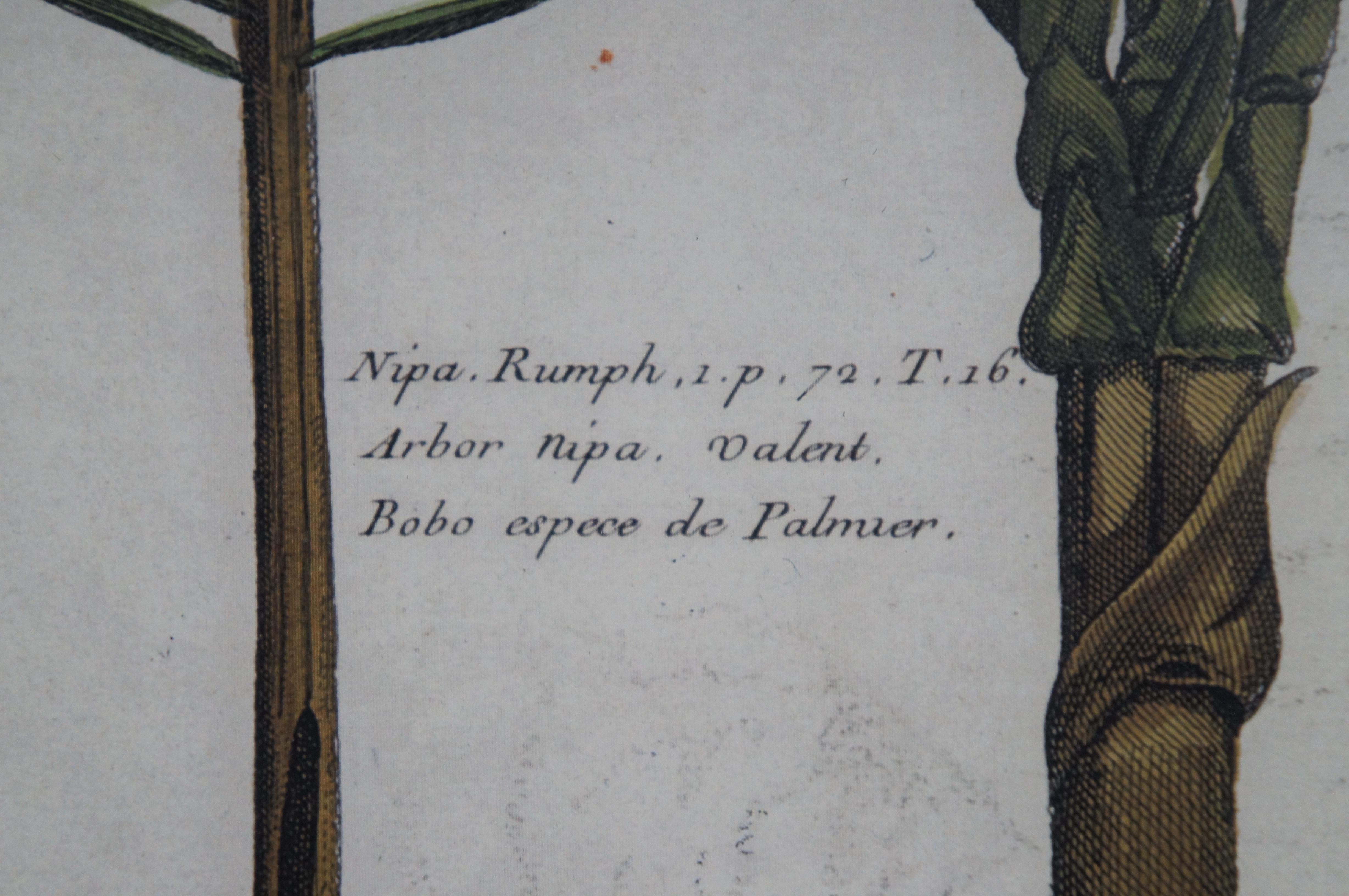 2 gravures botaniques exotiques de Pierre Buchoz Nipa Palm Banana Tree 22