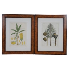 2 gravures botaniques exotiques de Pierre Buchoz Nipa Palm Banana Tree 22"