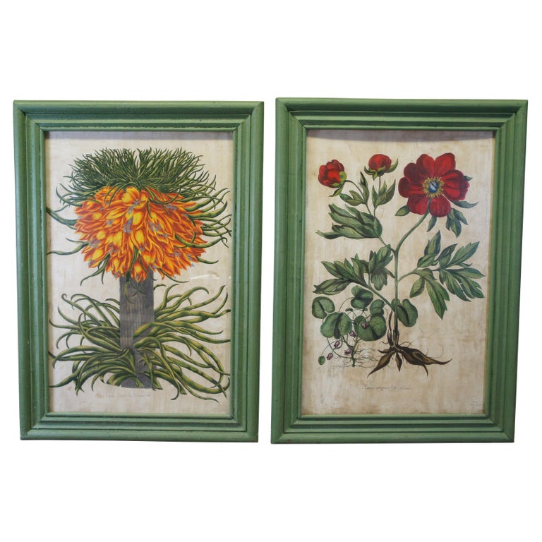 2 Quadri botanici floreali dipinti a mano del Vecchio Mondo (After)  Basilius Besler 57" in vendita su 1stDibs