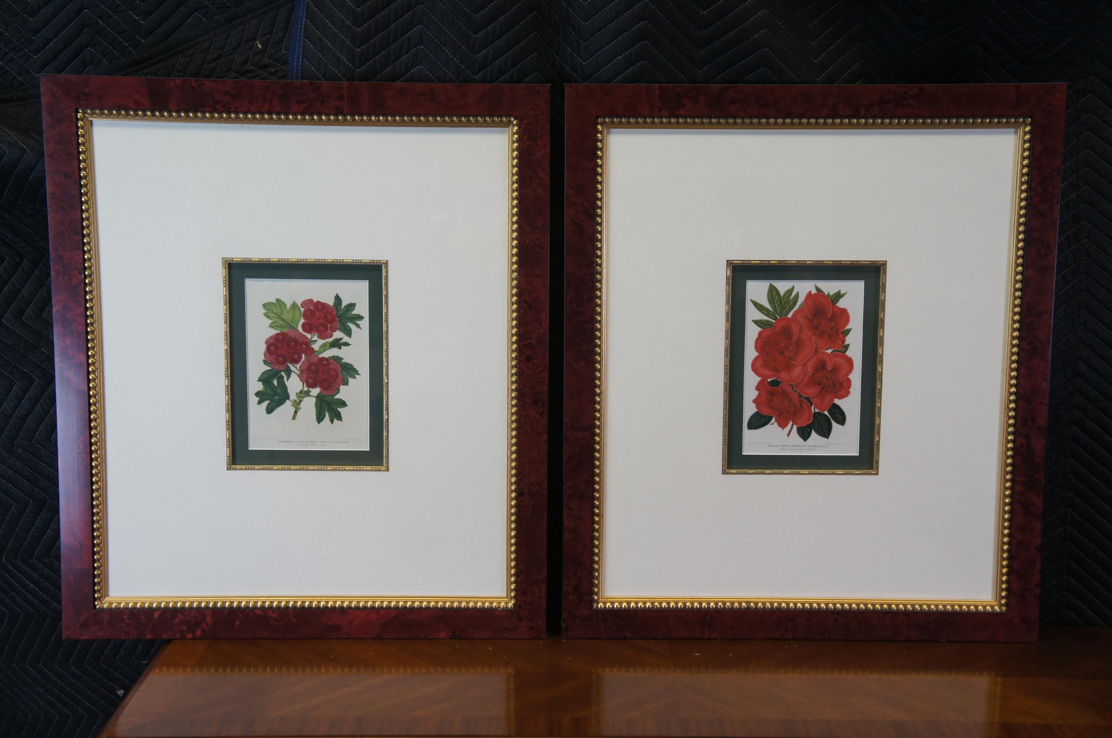 2 gerahmte botanische, tropische, farbige Lithographiedrucke von Horto Van Houtteano mit Blumenmotiven, Pflanzen im Angebot 5
