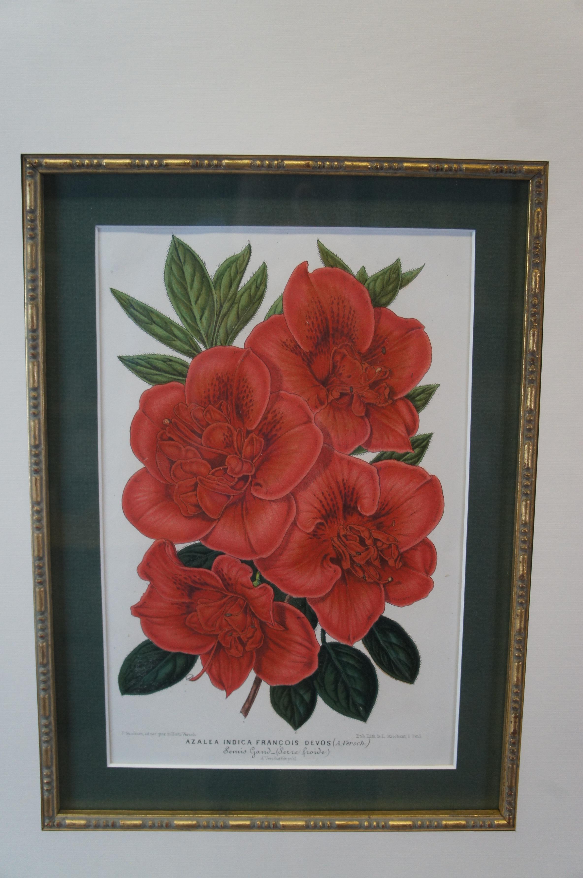 2 gerahmte botanische, tropische, farbige Lithographiedrucke von Horto Van Houtteano mit Blumenmotiven, Pflanzen (20. Jahrhundert) im Angebot