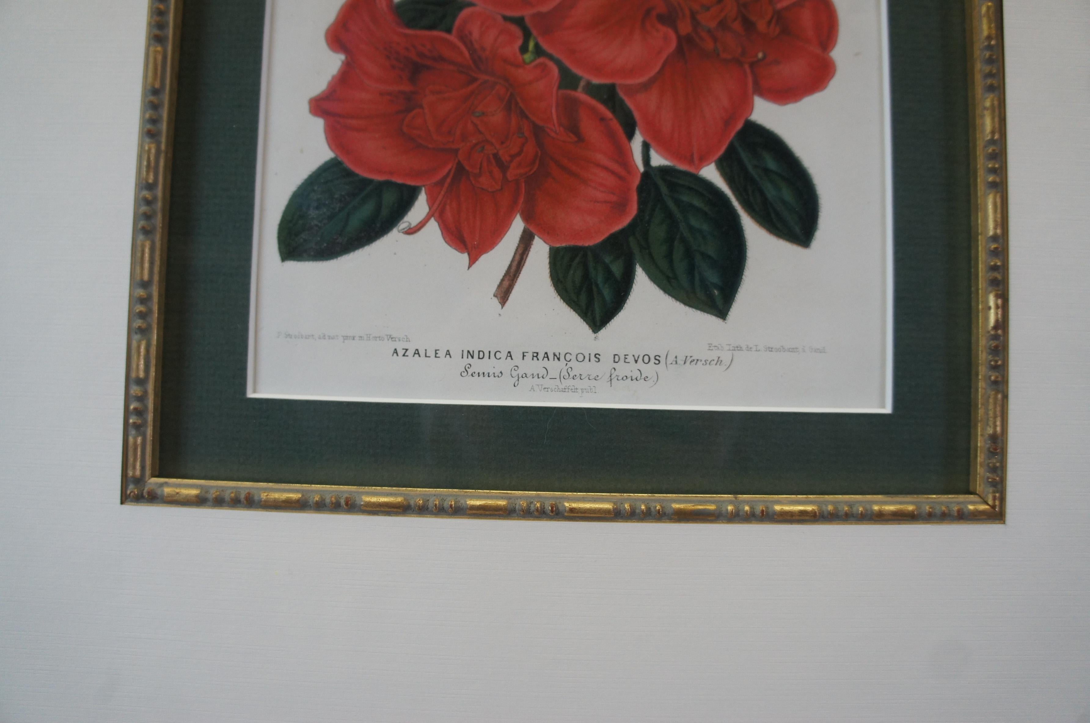 2 gerahmte botanische, tropische, farbige Lithographiedrucke von Horto Van Houtteano mit Blumenmotiven, Pflanzen (Papier) im Angebot