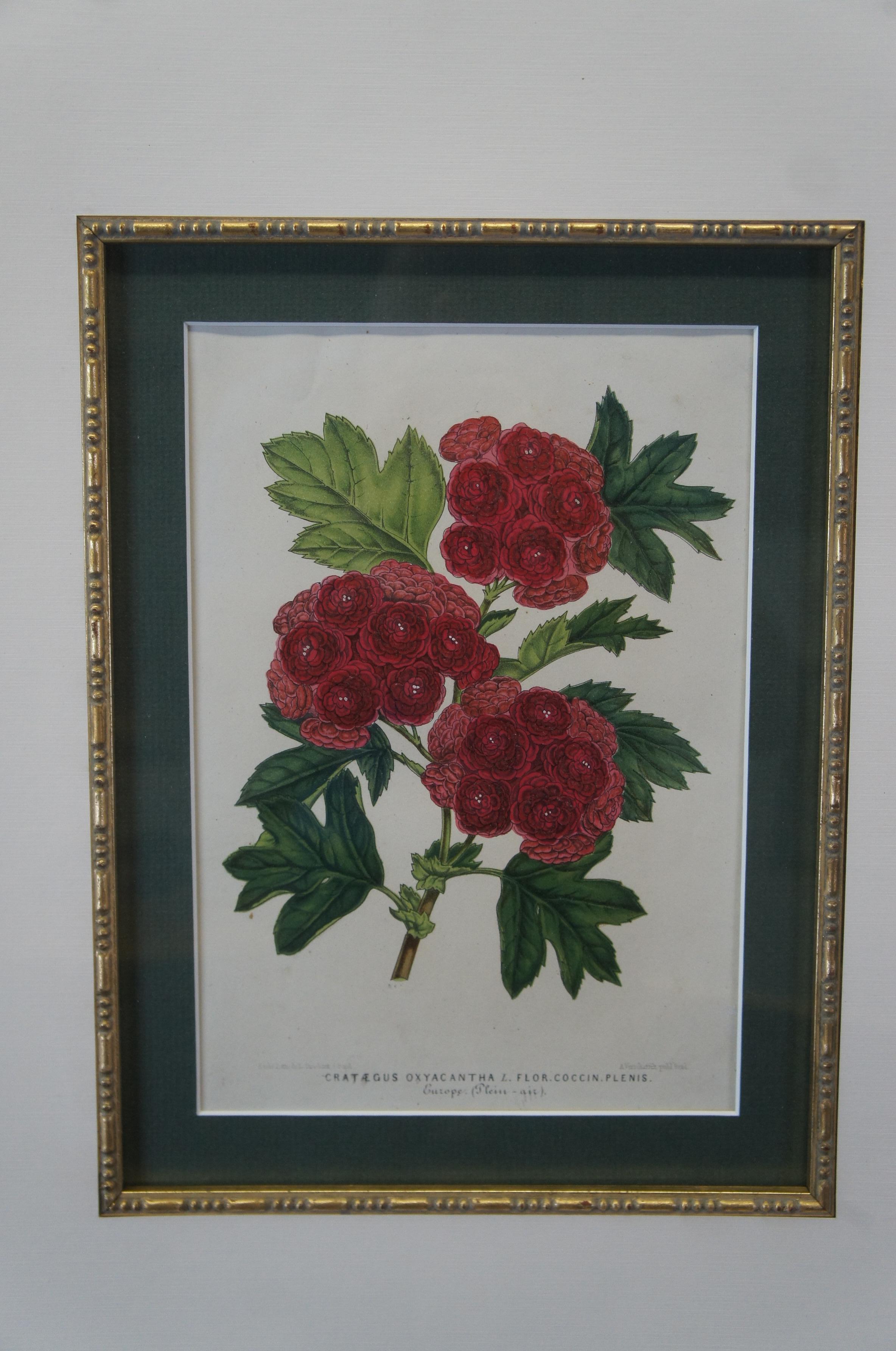 2 gerahmte botanische, tropische, farbige Lithographiedrucke von Horto Van Houtteano mit Blumenmotiven, Pflanzen im Angebot 2