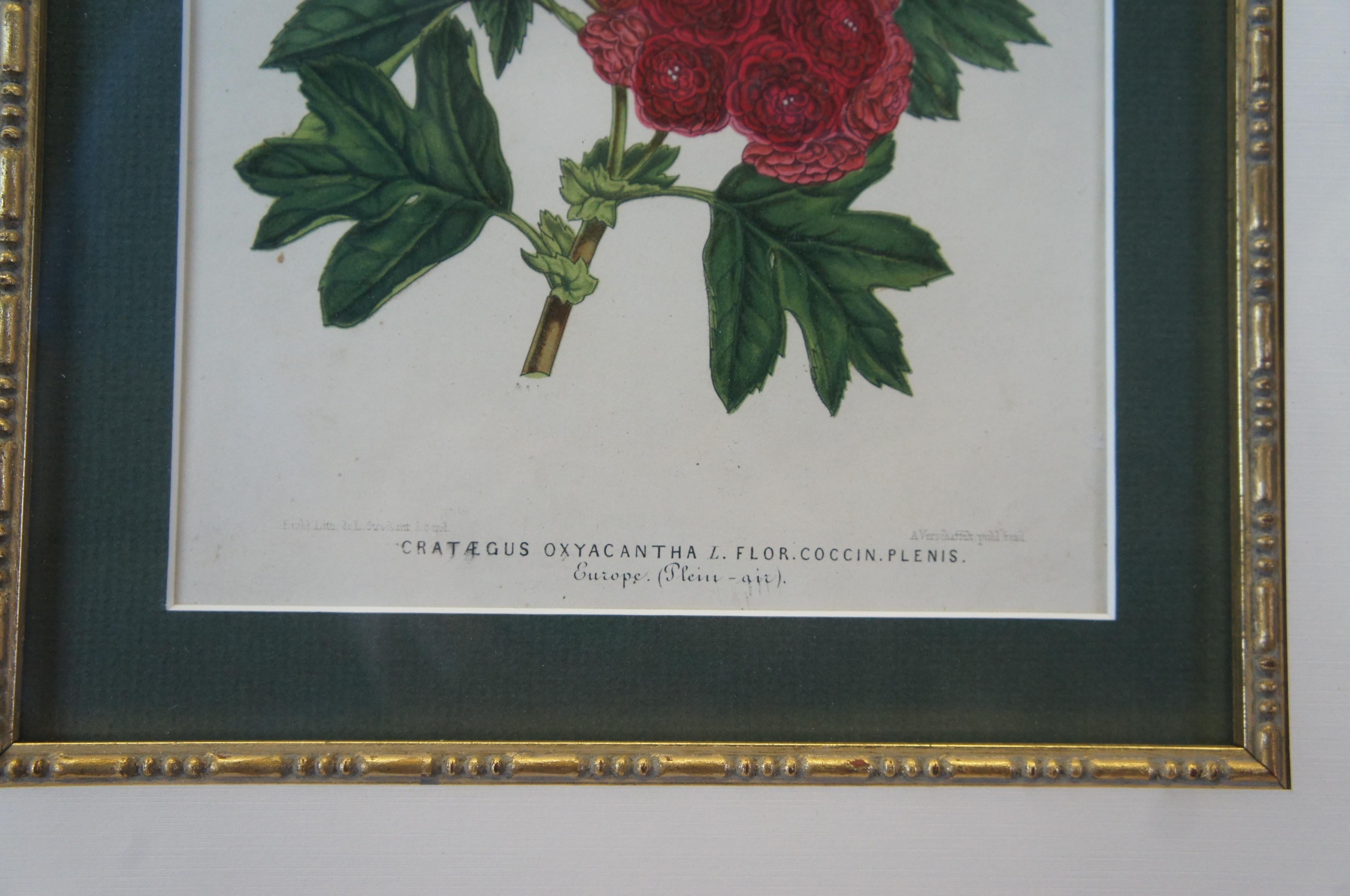 2 gerahmte botanische, tropische, farbige Lithographiedrucke von Horto Van Houtteano mit Blumenmotiven, Pflanzen im Angebot 3
