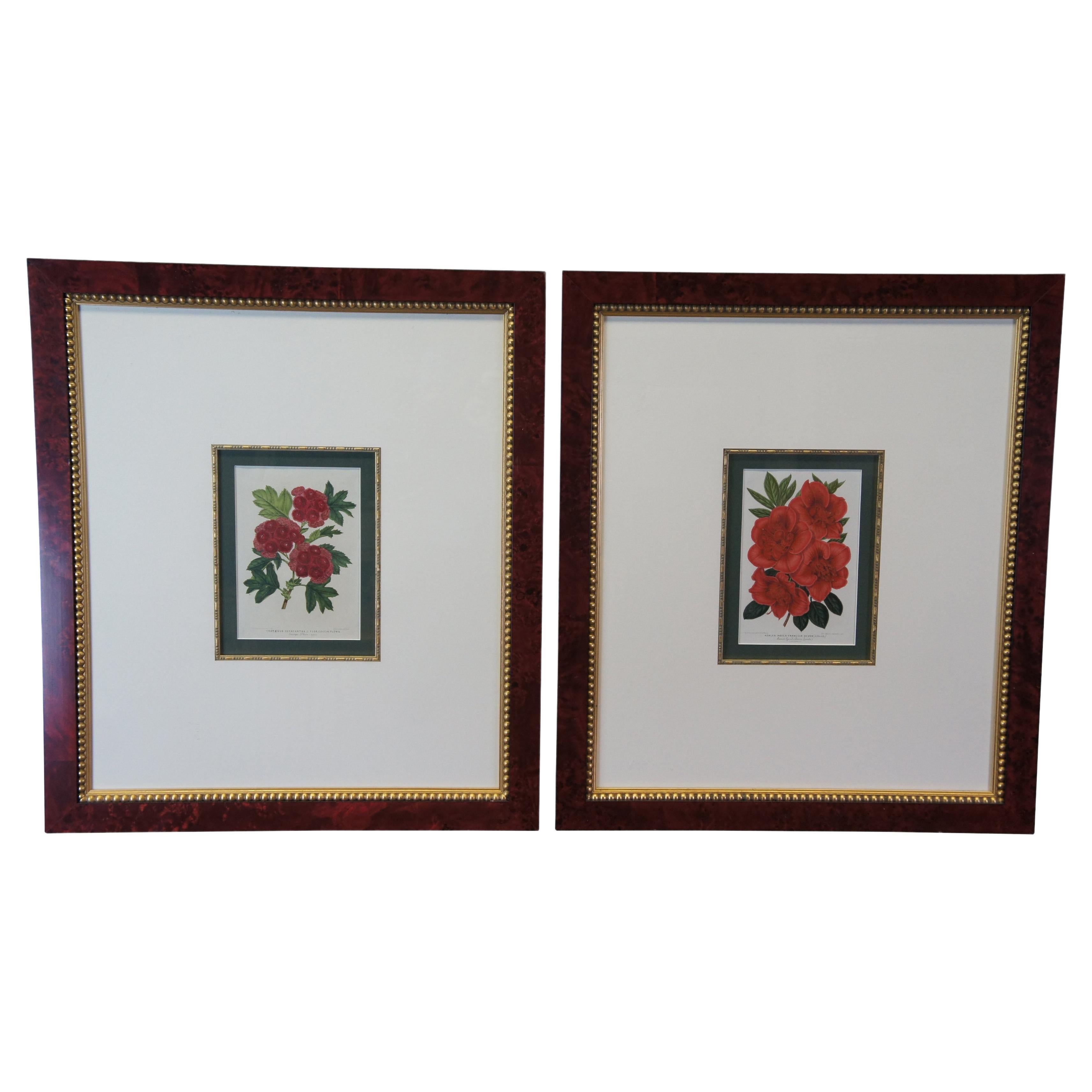 2 Horto Van Houtteano Framed Botanical Tropical Colored Lithograph Prints Plants For Sale