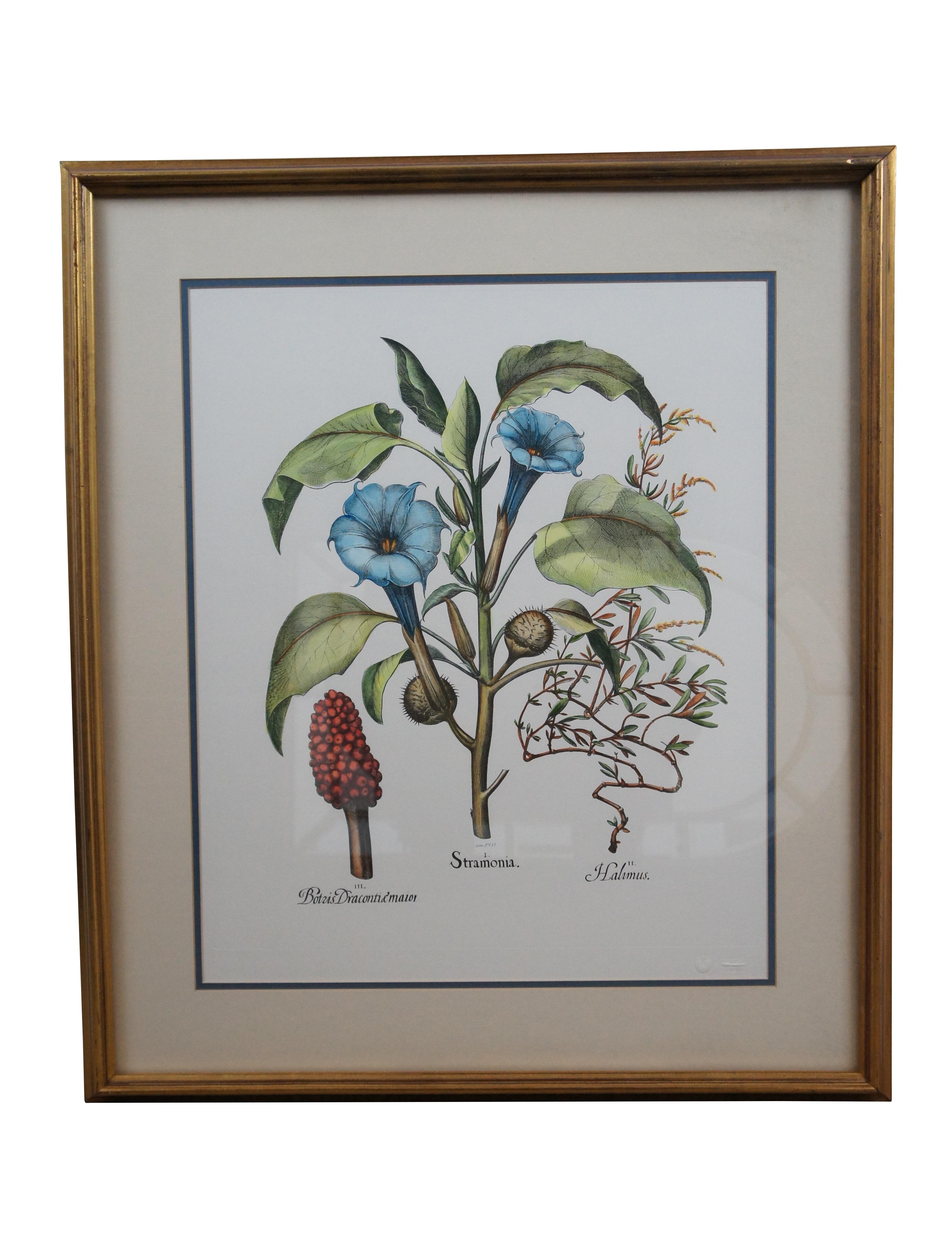Pair of vintage framed botanical prints. Ediz. P.V. 21 - I - Cinera cum flore.  Ediz. P.V. 17 - I – Stramonia / II – Halmus / III – Botris Dracontiamaioi. Produced by Ediz P.V. Fiorenza. Coloritura a mano (Painted by hand) – Originale “Ponte