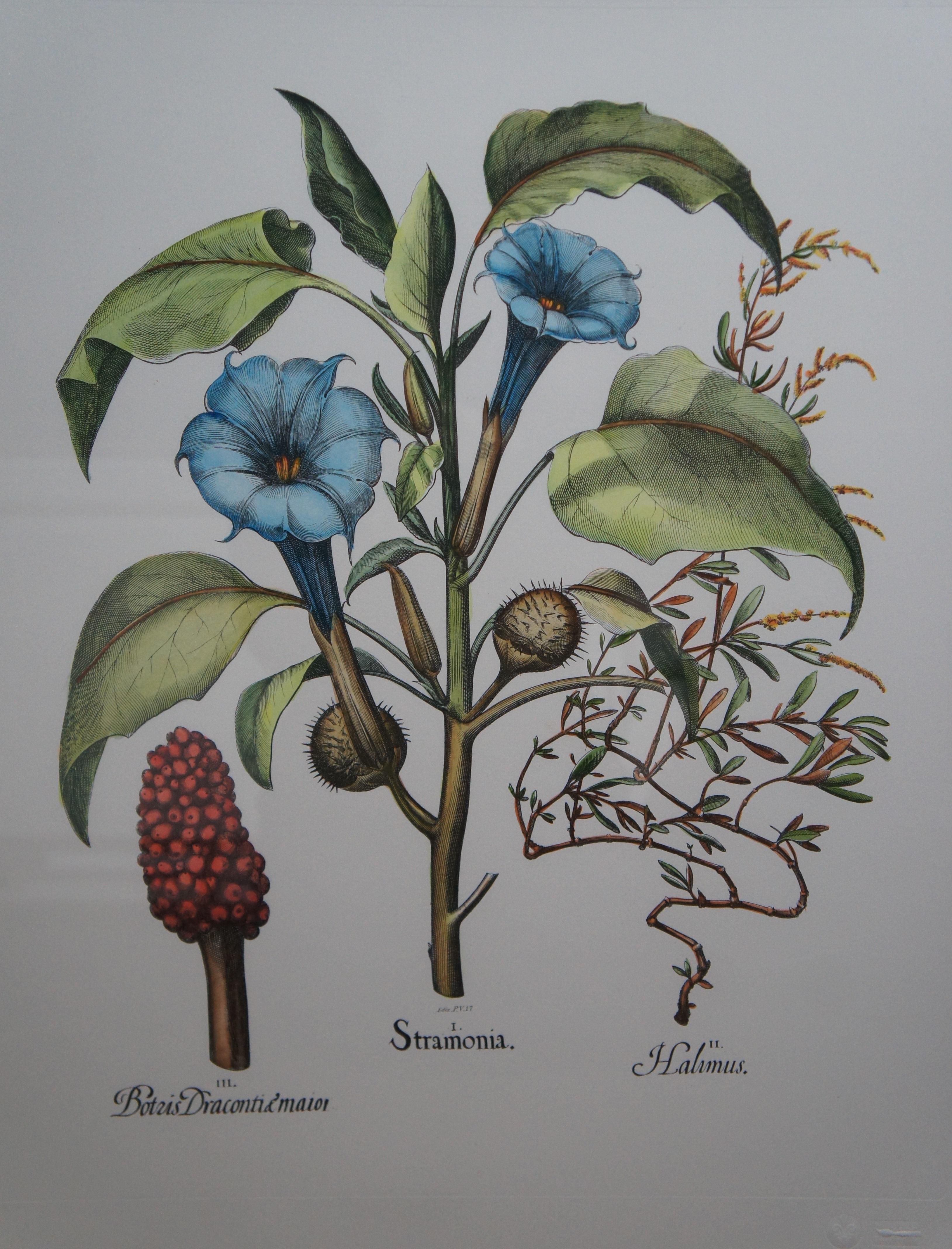 2 Italian Fiorenza Floral Botanical Stramonia Cinera cum Flore Colored Etchings For Sale 3