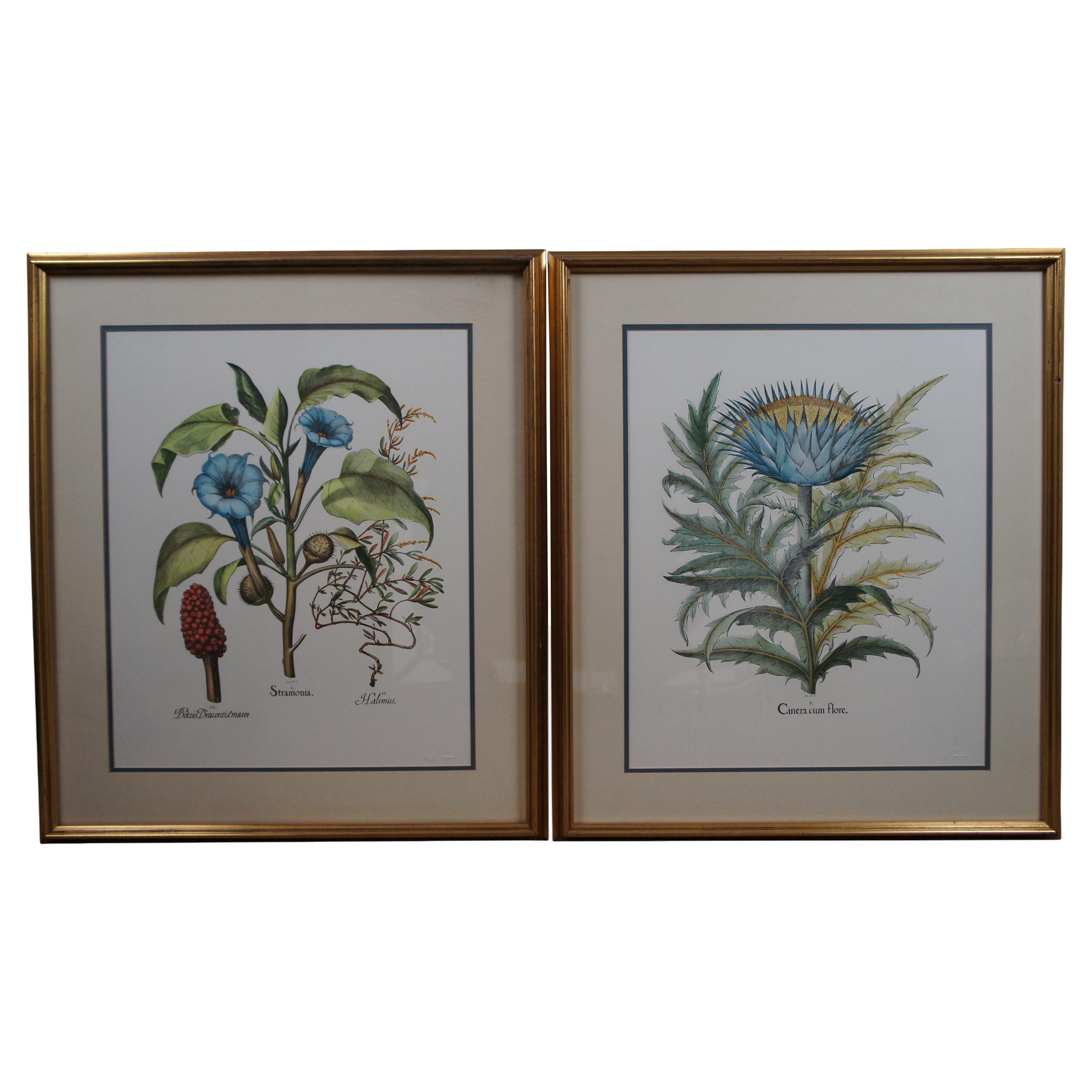 2 Italian Fiorenza Floral Botanical Stramonia Cinera cum Flore Colored Etchings For Sale