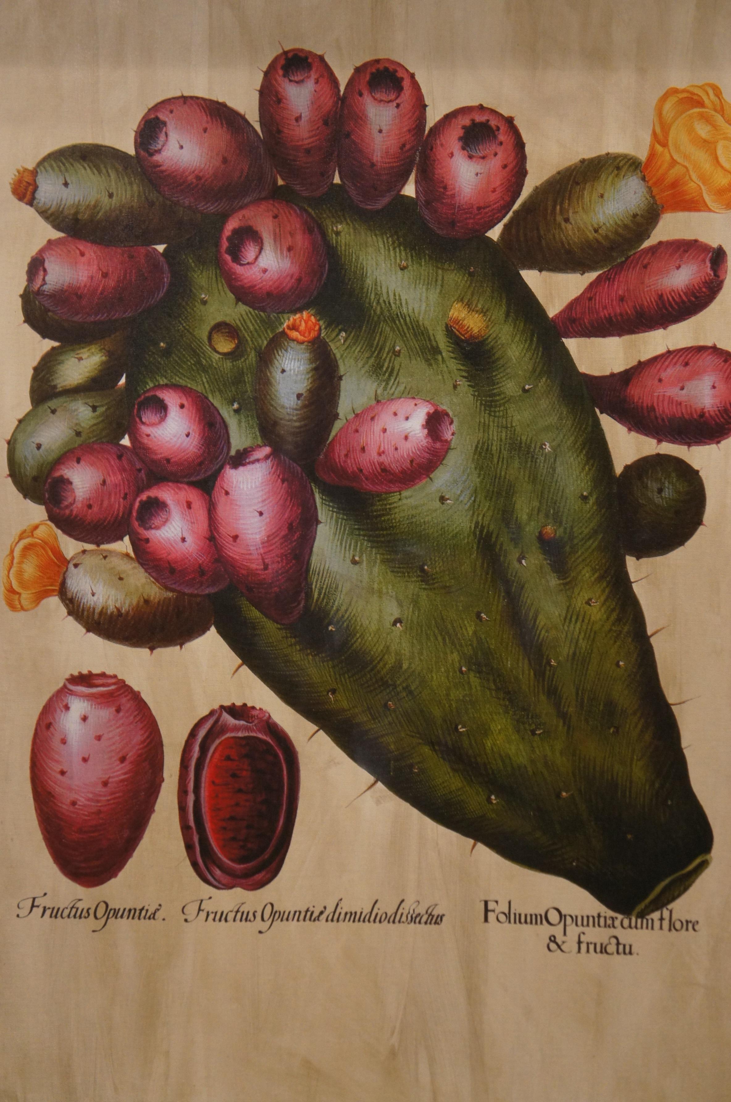 2 Large Botanical Prints Fruit Stem Indian Fig & Crown Imperial Fritillary 46
