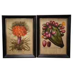 2 Large Botanical Prints Fruit Stem Indian Fig & Crown Imperial Fritillary 46"