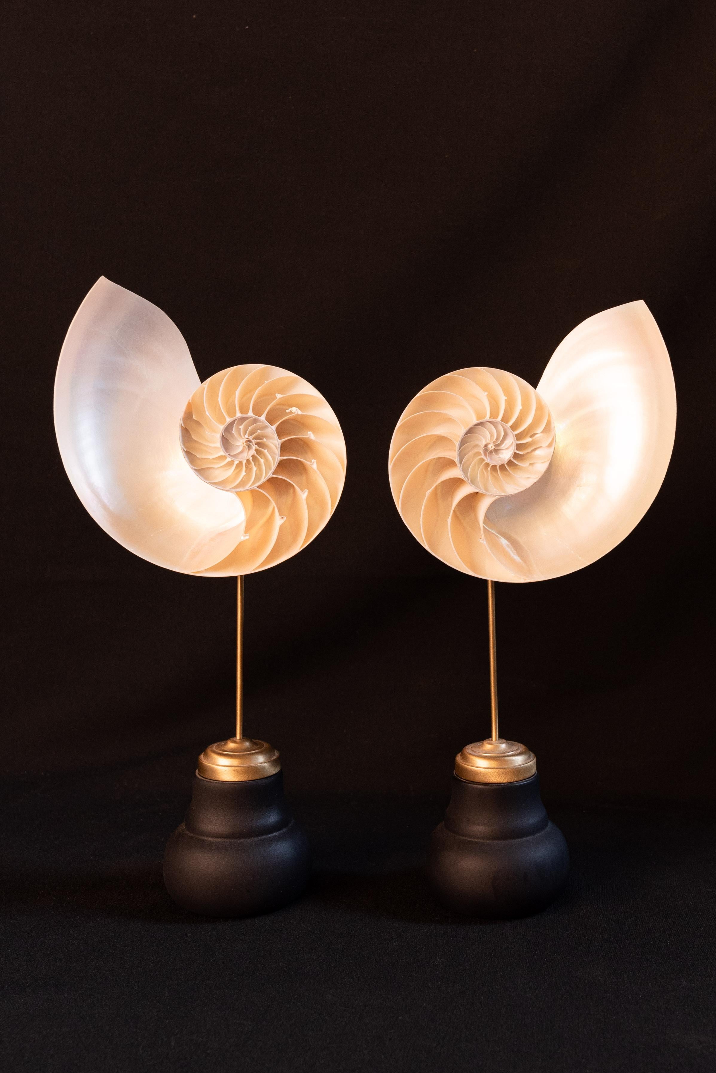 2 nautilus shells on black socle. The price mentioned is for the pair. 