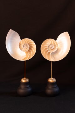 2 Nautilus-Schalen auf schwarzem Sockel