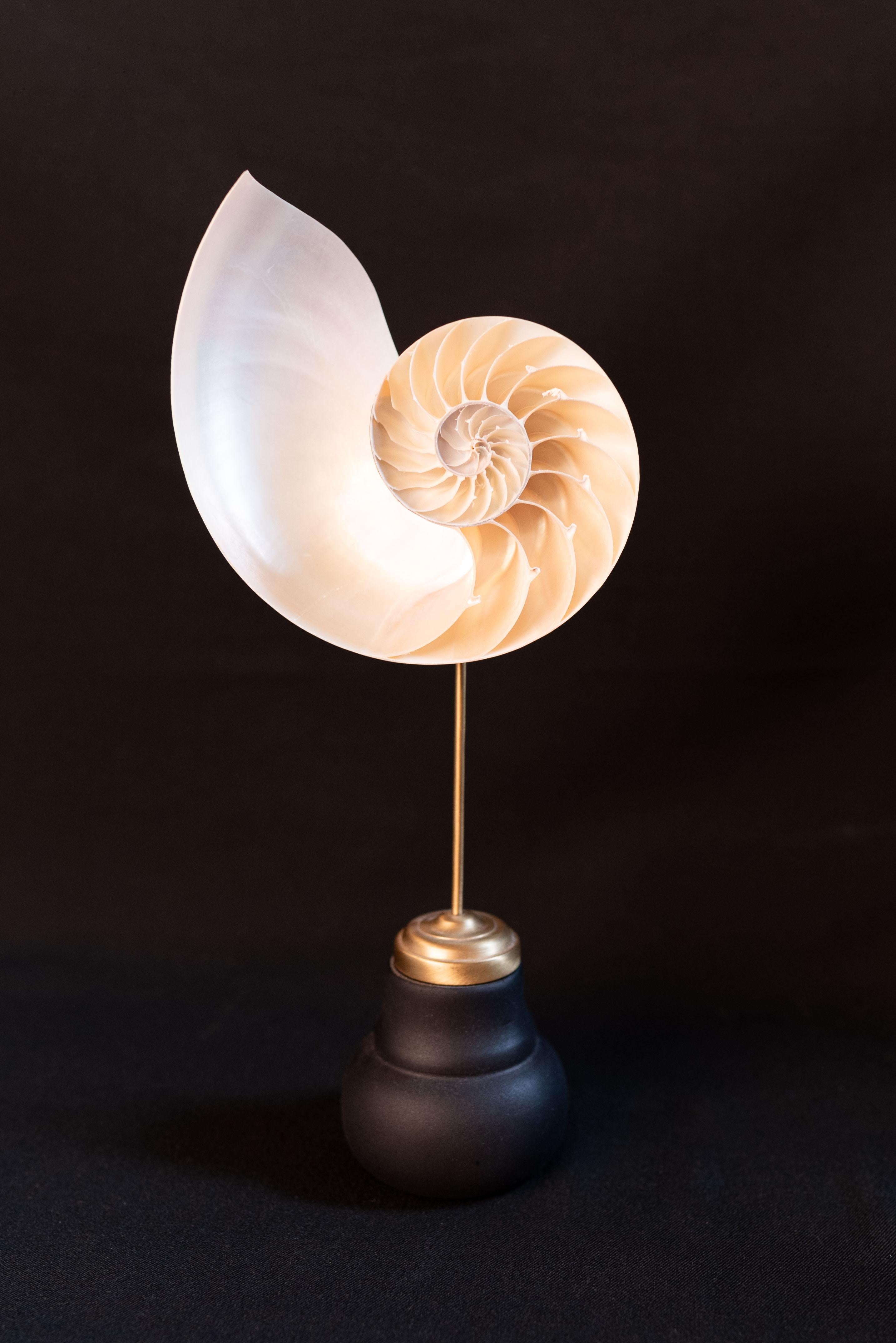 2 nautilus shells on black socle In Excellent Condition For Sale In Oostende, BE