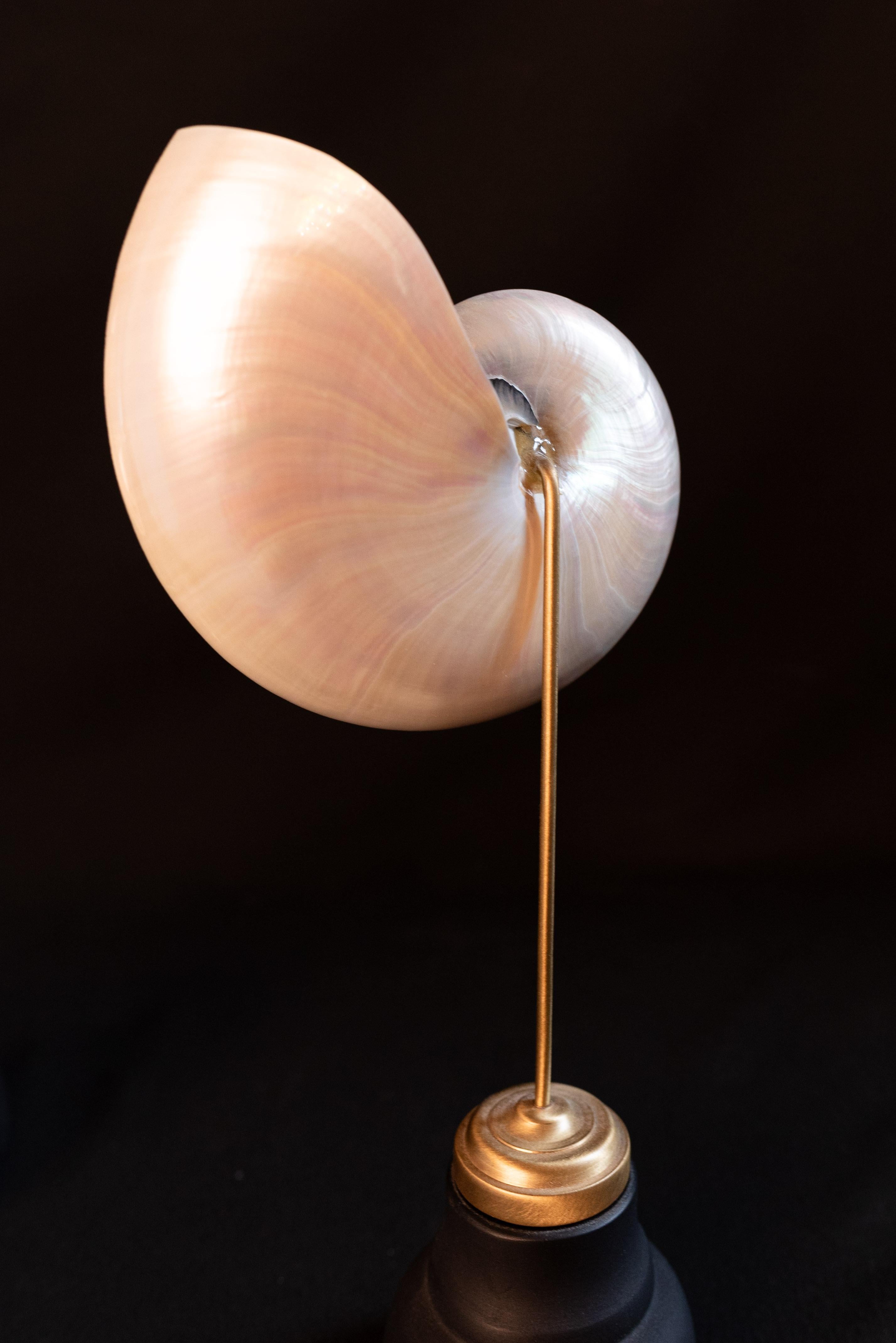 Contemporary 2 nautilus shells on black socle For Sale