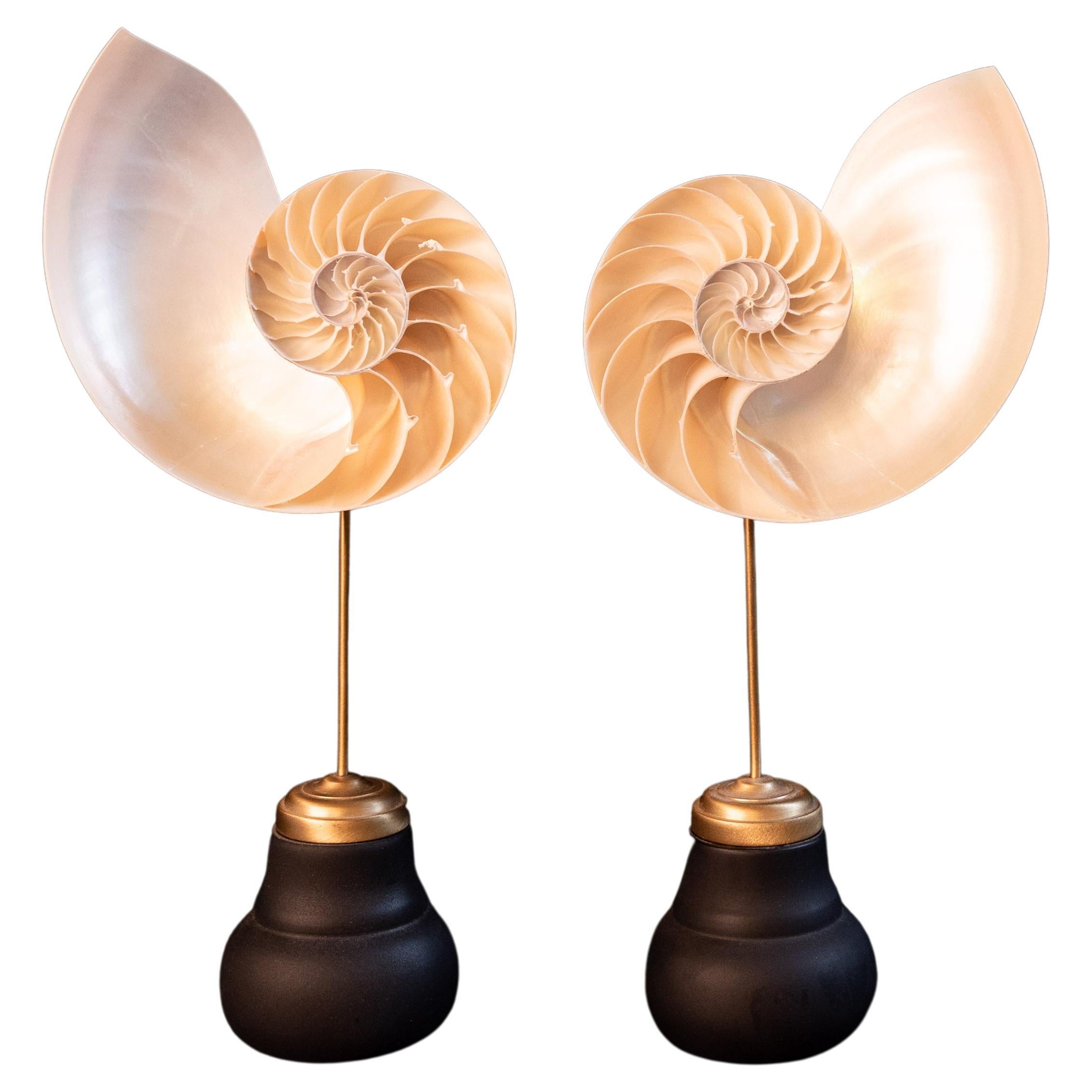 2 nautilus shells on black socle