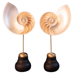 2 conchiglie di nautilus su socle nero