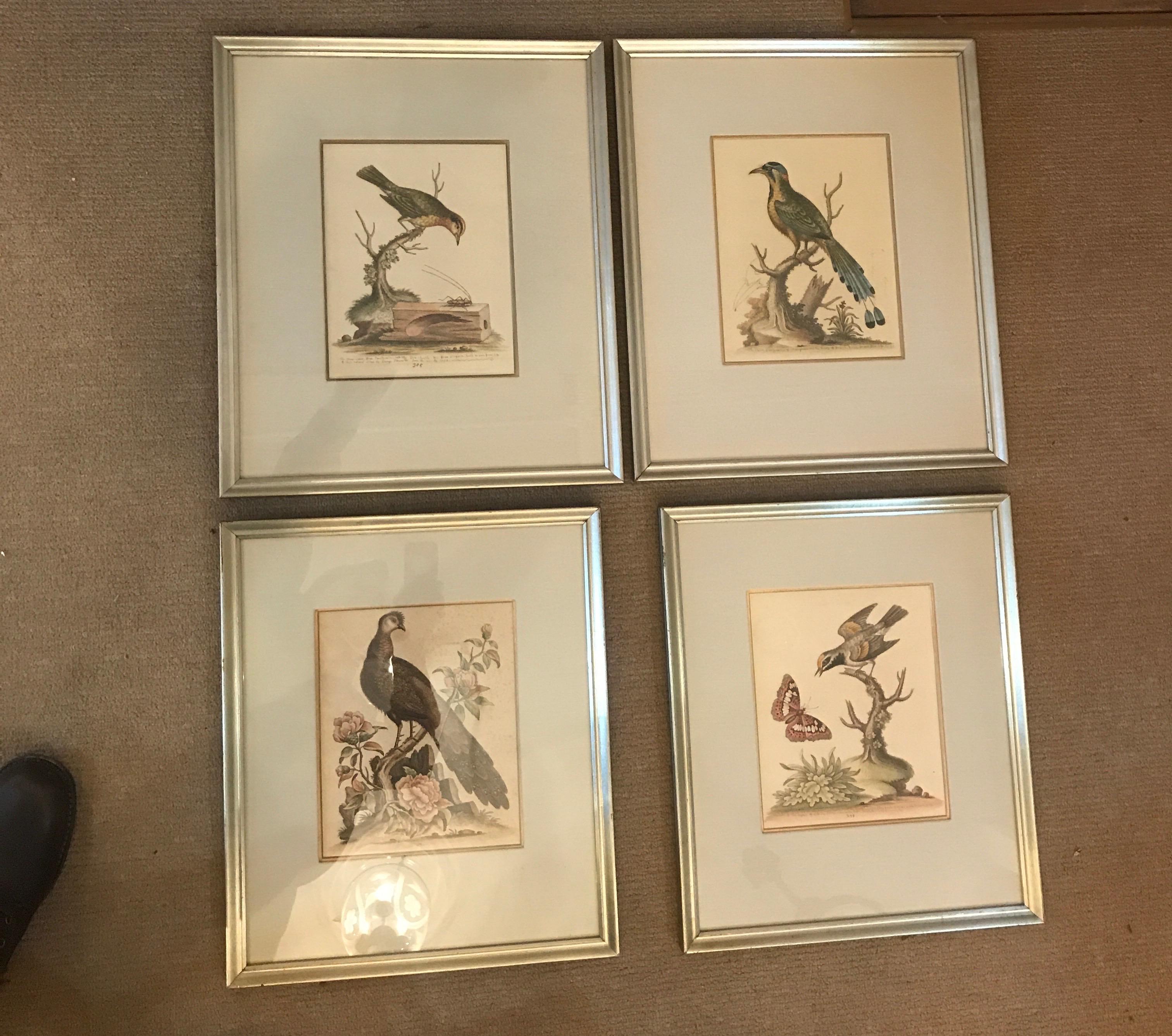 Two pairs, a total of four, hand colored copper printed engravings of birds, hand colored by George Edwards.  Each one with descriptive text.  This highly sough after British ornithologist from the mid-18th century.  Framed in the early 20th century