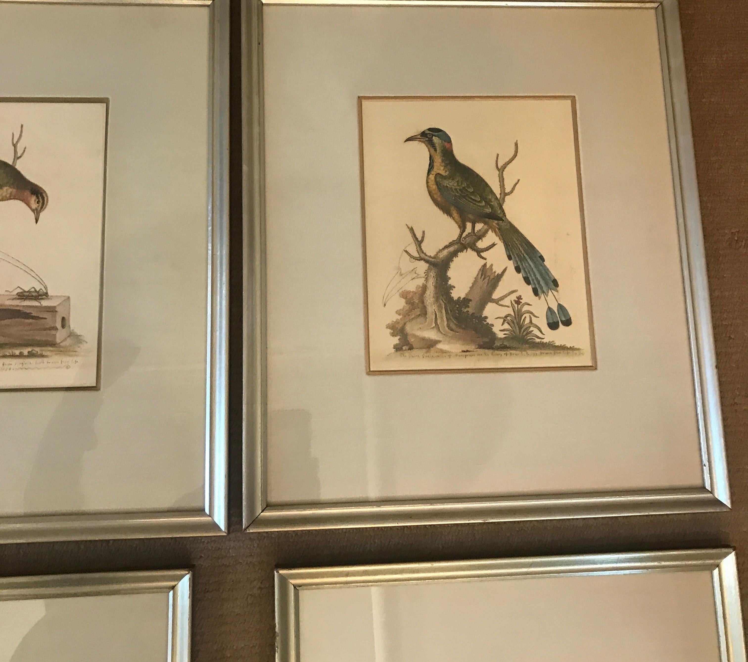 2 Pairs of 18th Century George Edwards Engravings In Good Condition In Lambertville, NJ