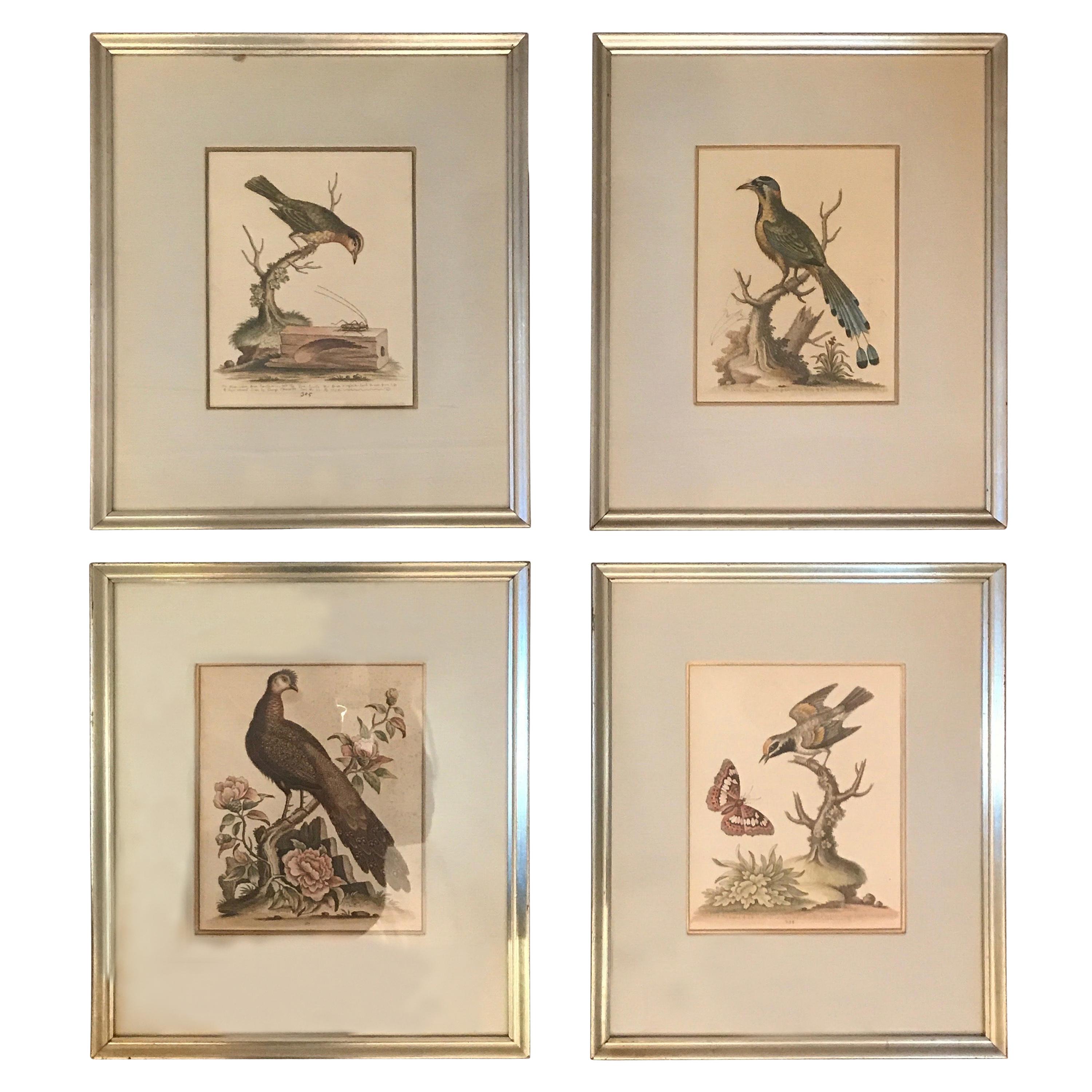 2 Pairs of 18th Century George Edwards Engravings