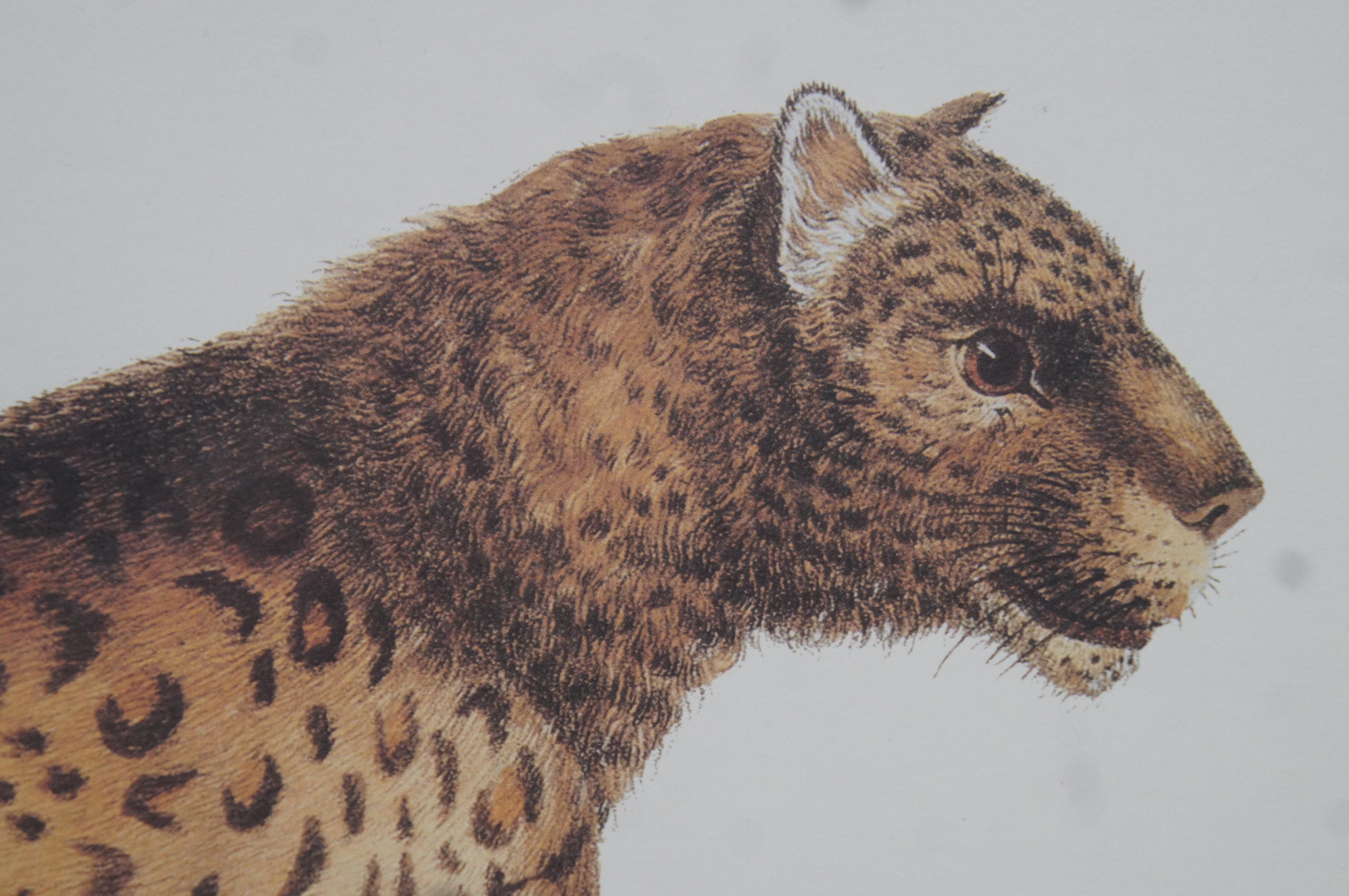 2 Vintage Karl Joseph Brodtmann Leopard Panther Lion Big Cat Lithographs 5