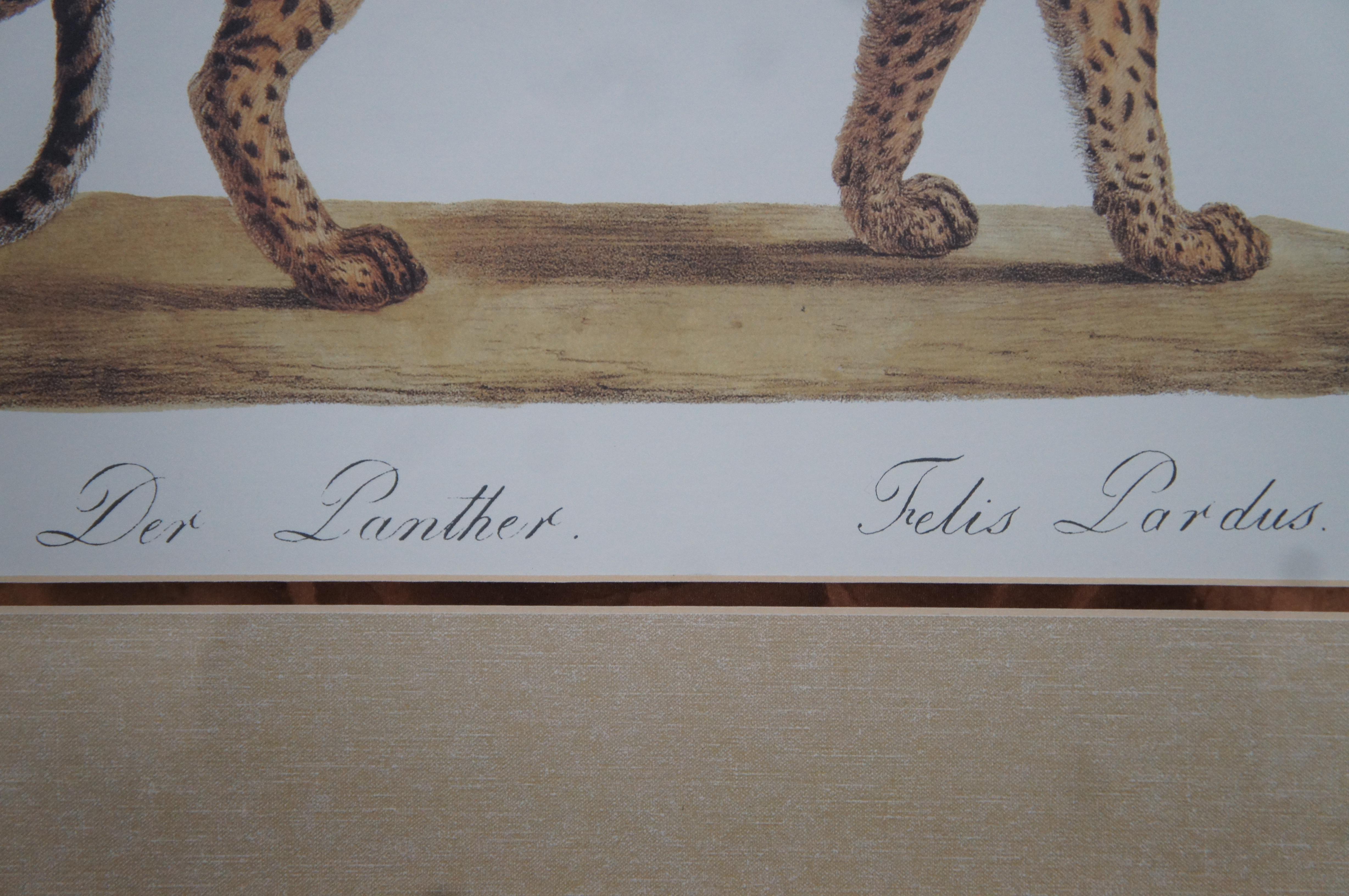 2 Vintage Karl Joseph Brodtmann Leopard Panther Lion Big Cat Lithographs 6