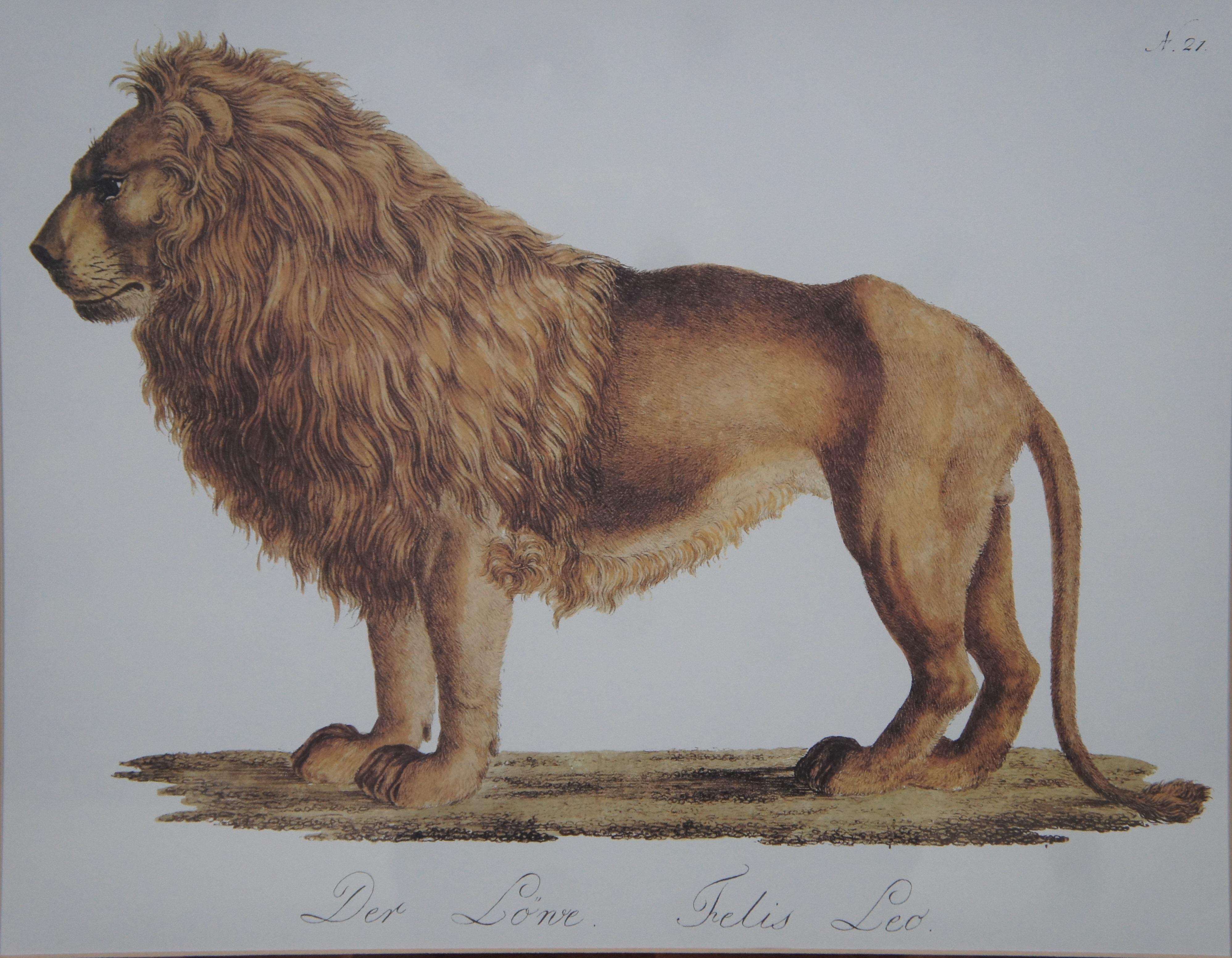 20th Century 2 Vintage Karl Joseph Brodtmann Leopard Panther Lion Big Cat Lithographs