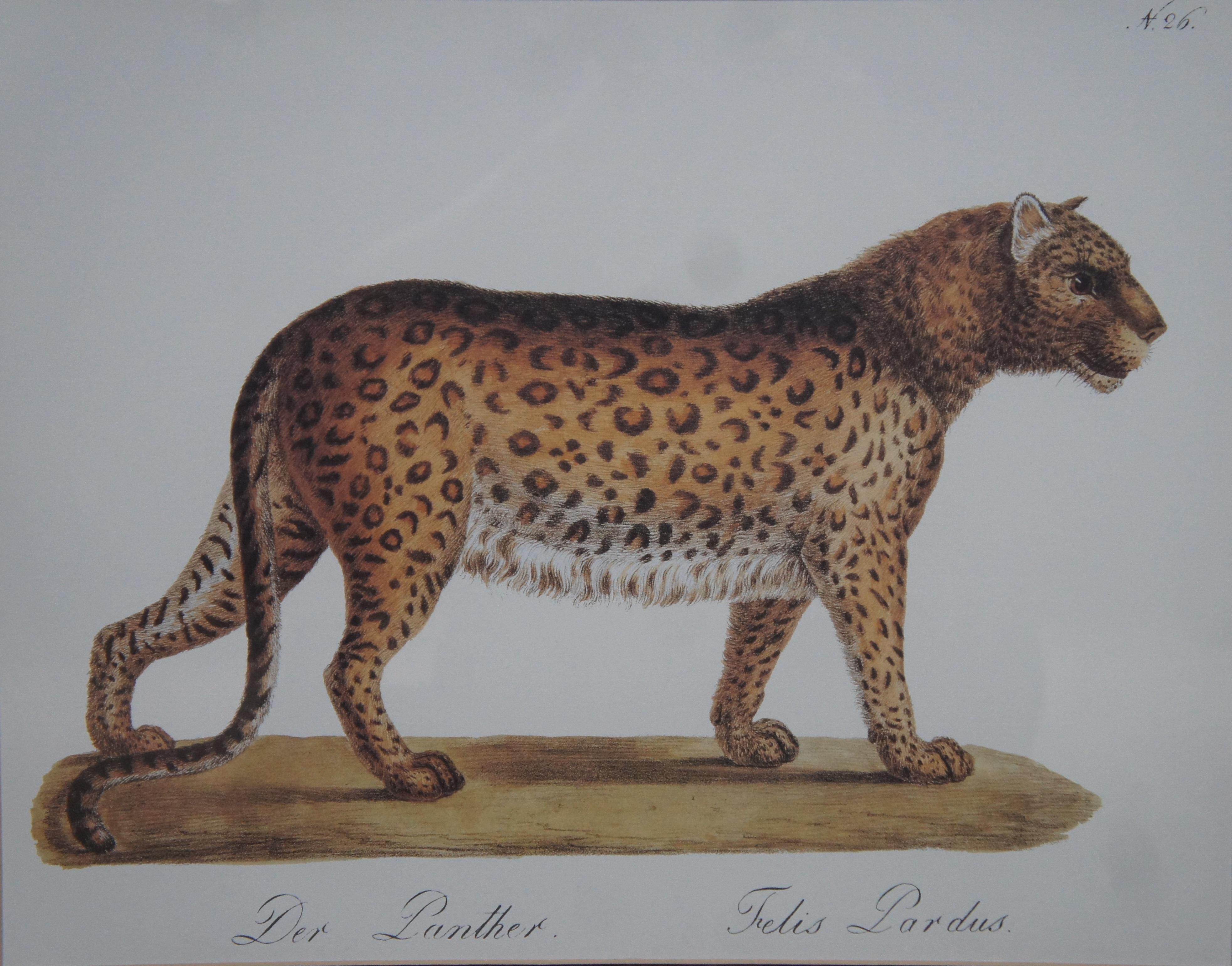 2 Vintage Karl Joseph Brodtmann Leopard Panther Lion Big Cat Lithographs 2