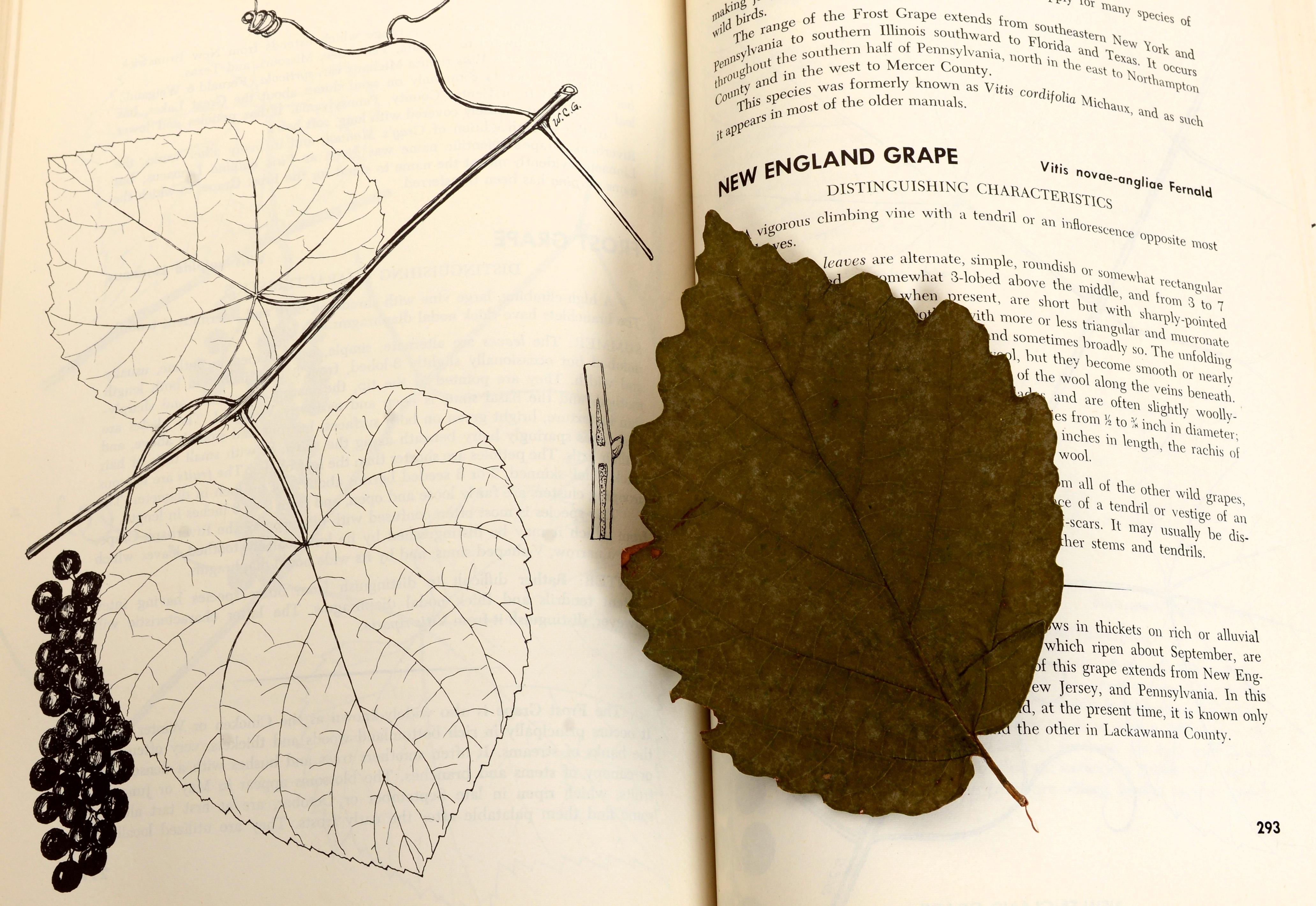 2 Bände, Set: Buch der Bäume und Buch der Sträucher, von William Carey Grimm, 1. Auflage im Angebot 6