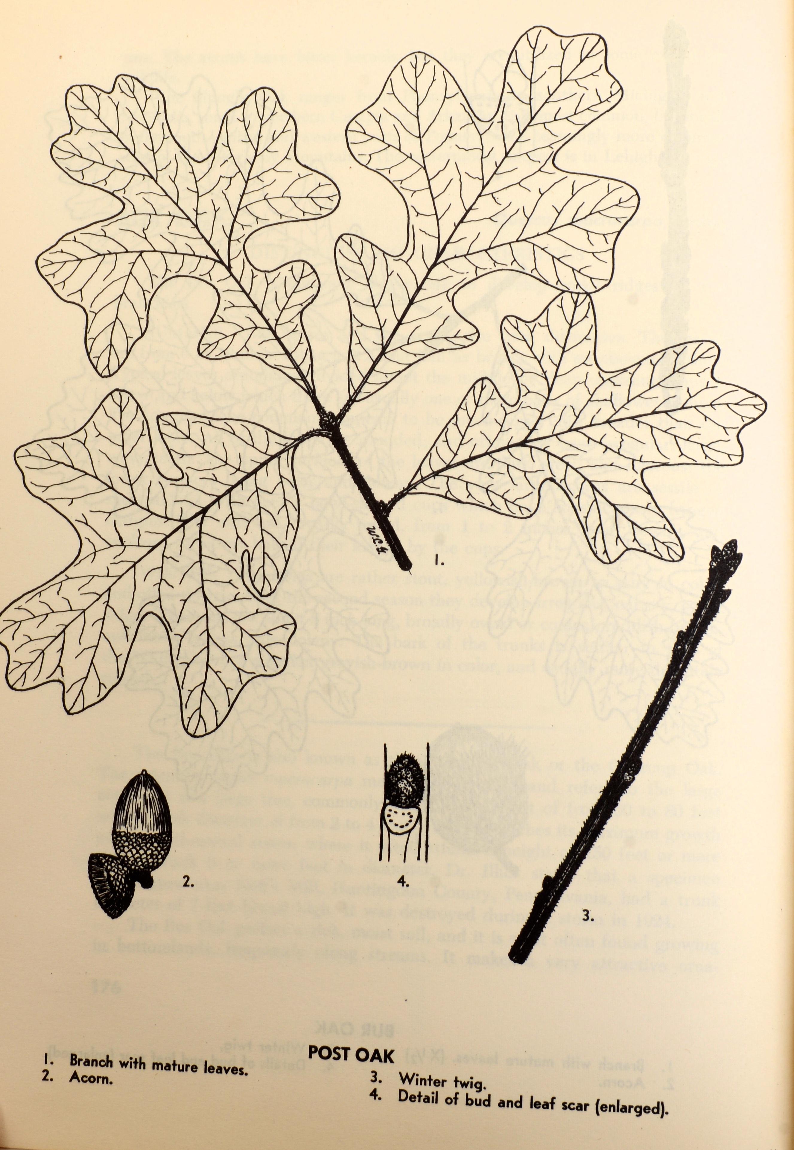 2 Bände, Set: Buch der Bäume und Buch der Sträucher, von William Carey Grimm, 1. Auflage im Angebot 9