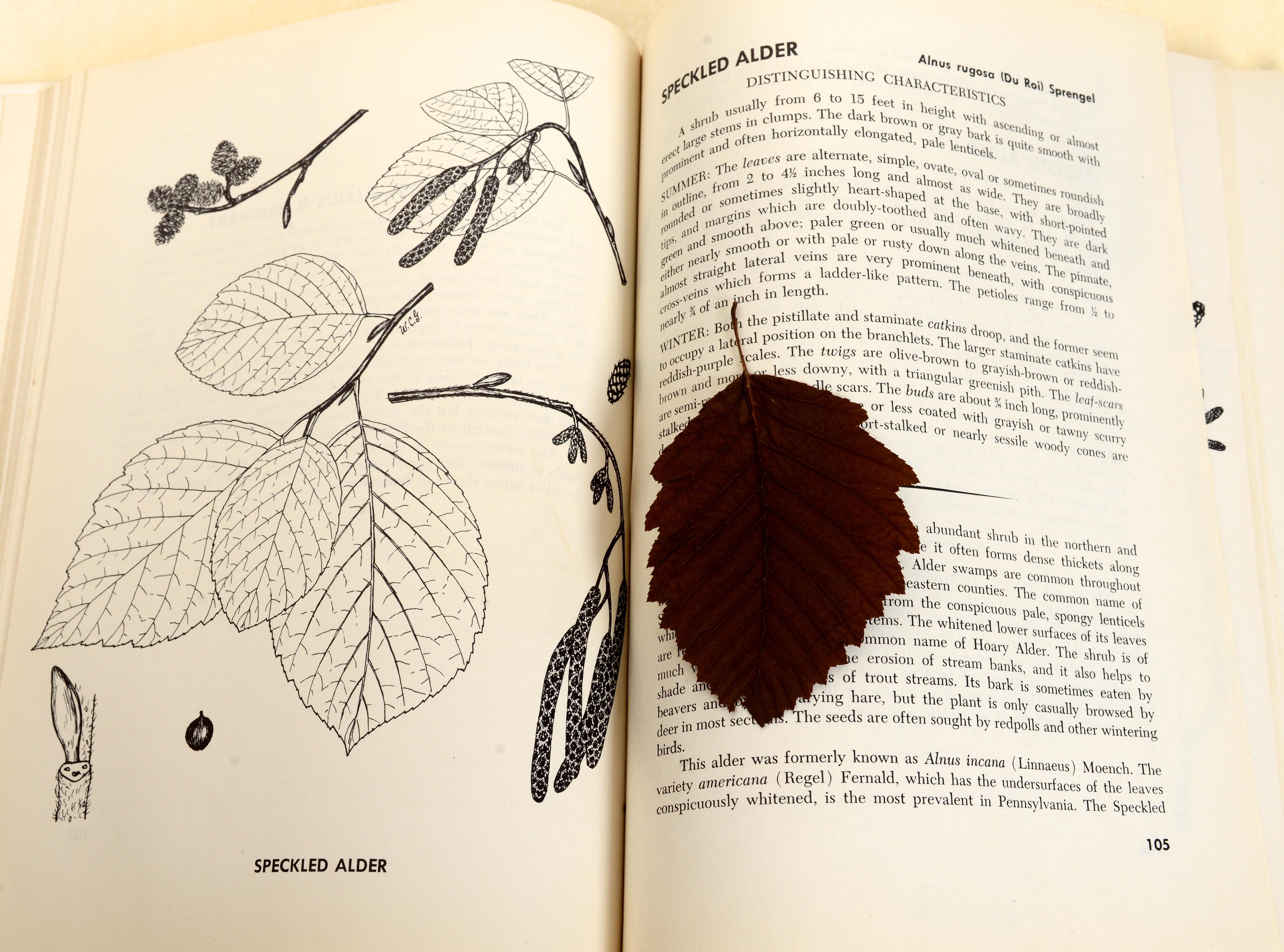 2 Bände, Set: Buch der Bäume und Buch der Sträucher, von William Carey Grimm, 1. Auflage (Mitte des 20. Jahrhunderts) im Angebot