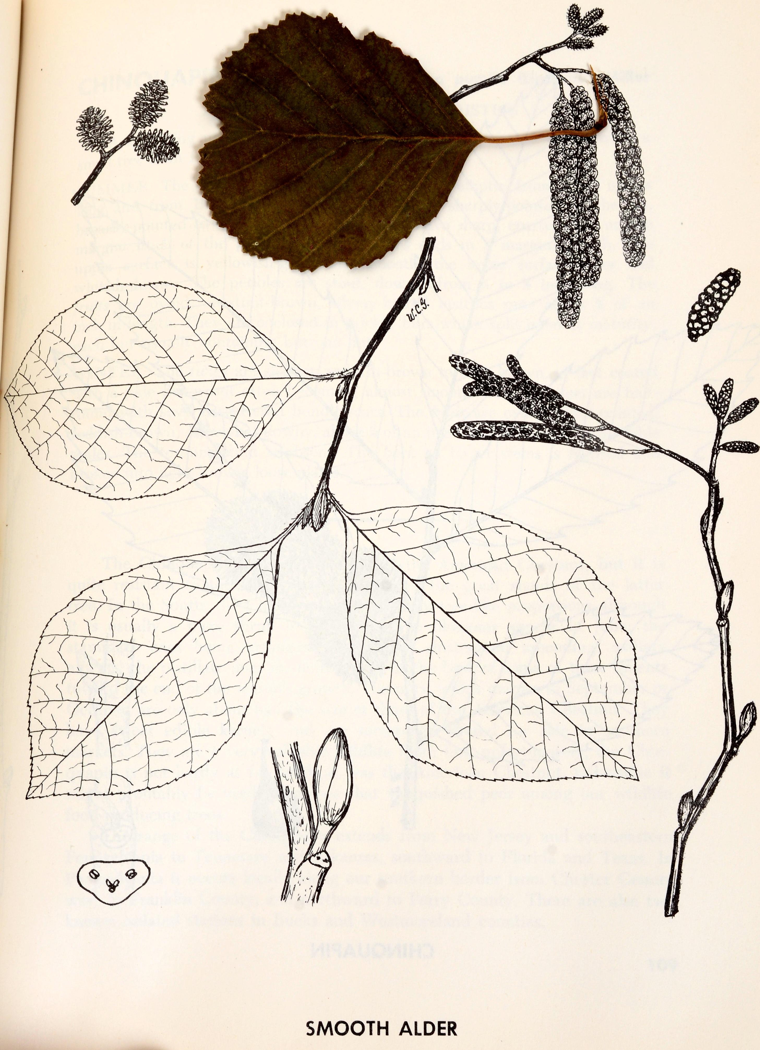 2 Bände, Set: Buch der Bäume und Buch der Sträucher, von William Carey Grimm, 1. Auflage (Papier) im Angebot